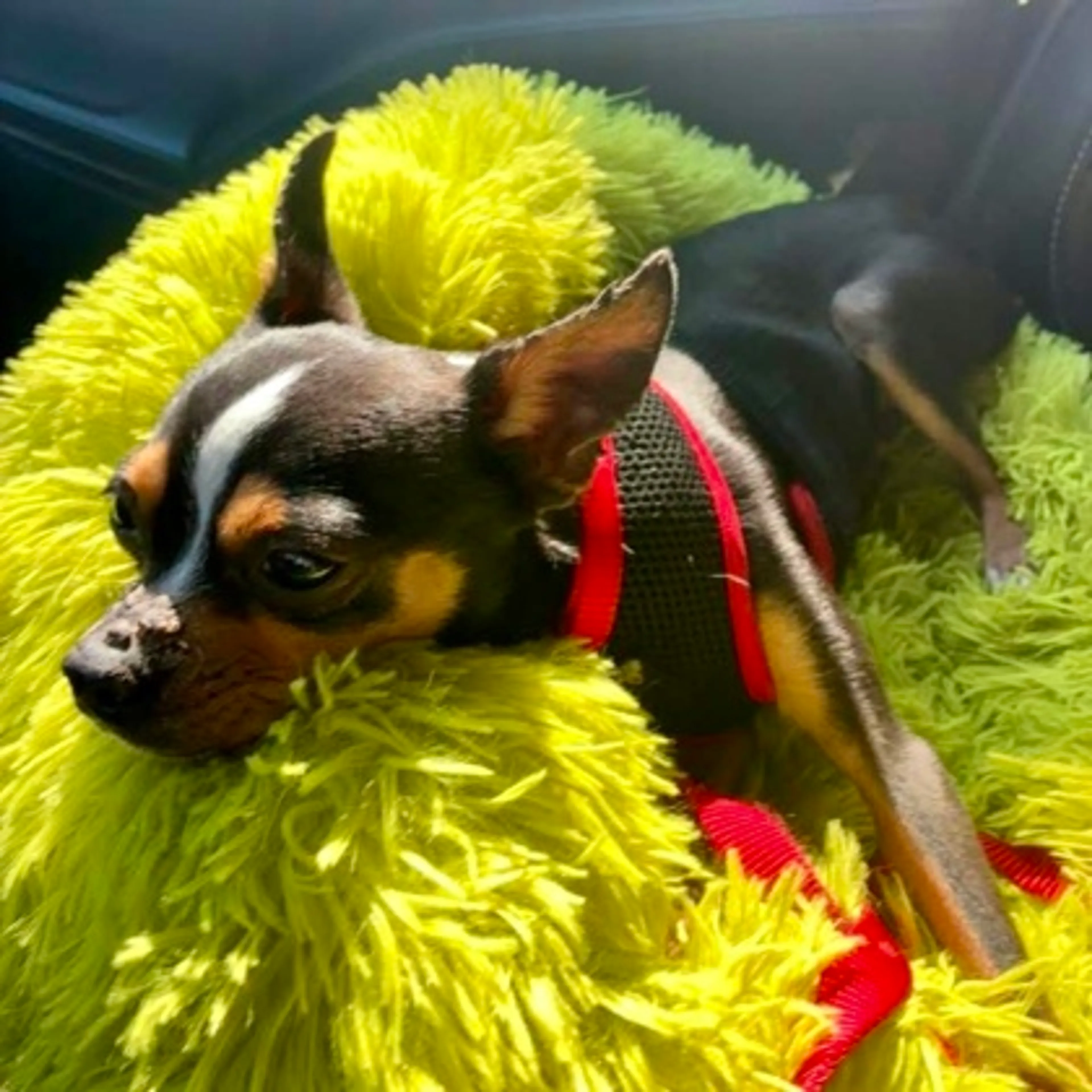 Found pet-2
