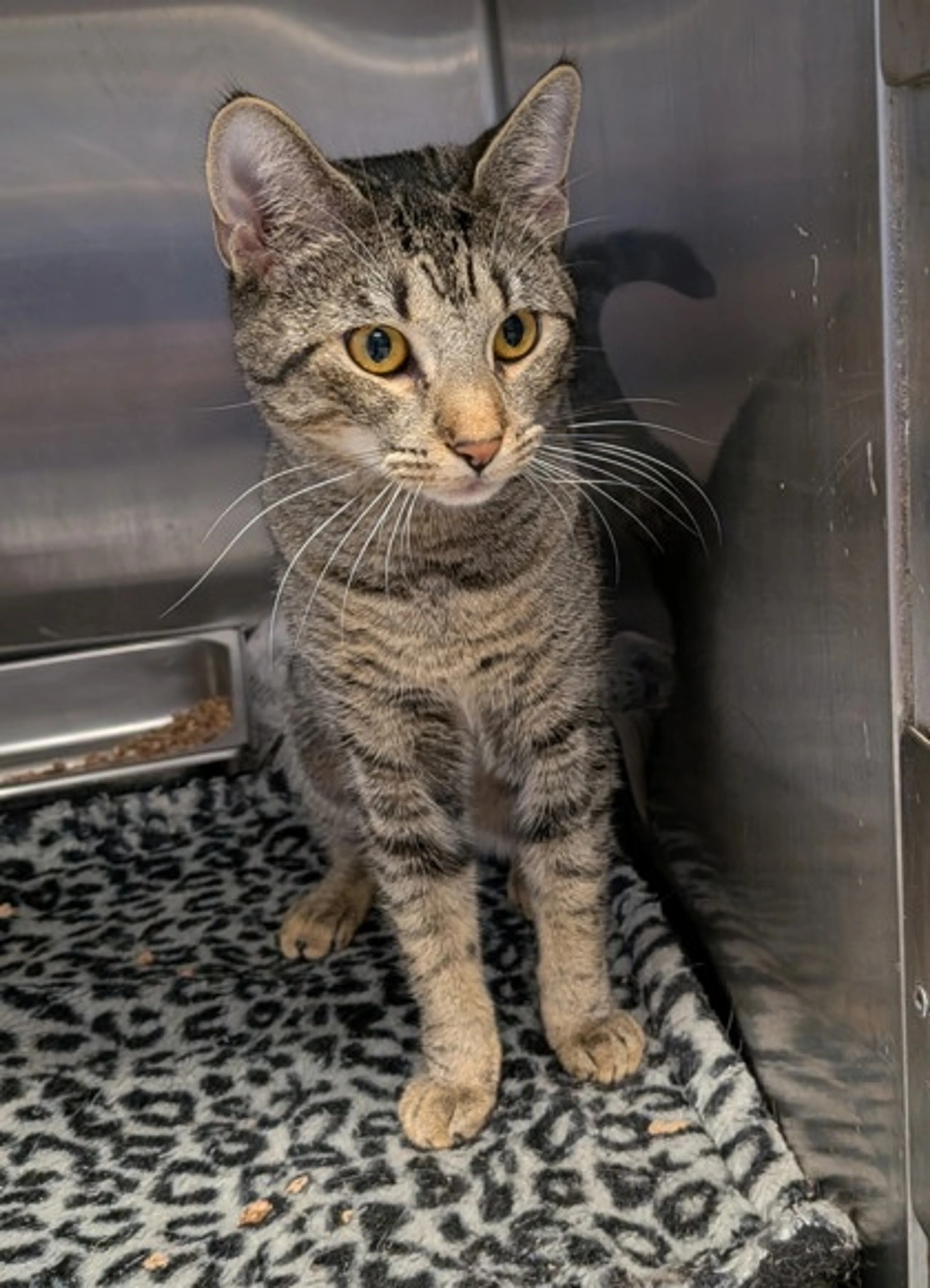 Found pet