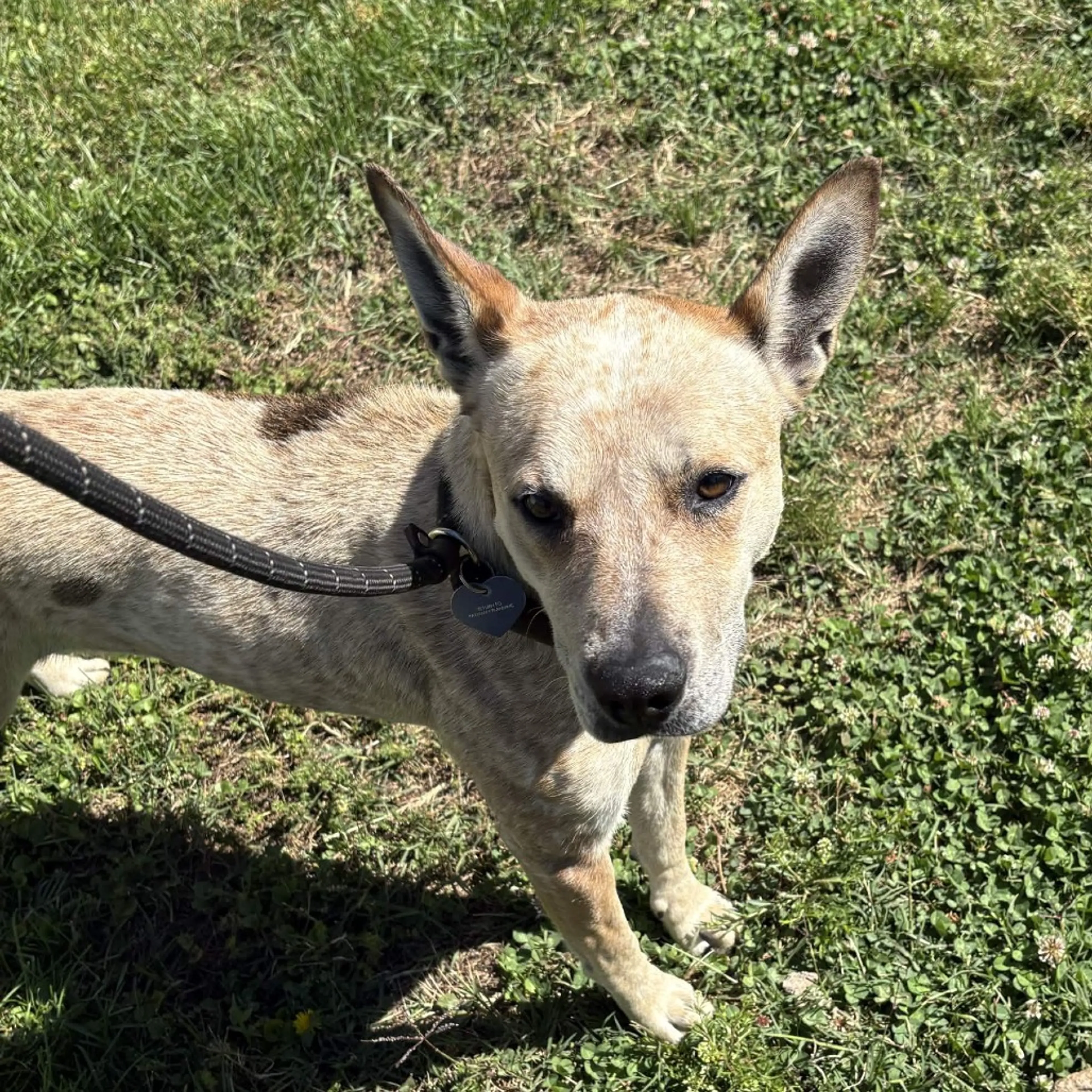 Found pet-5