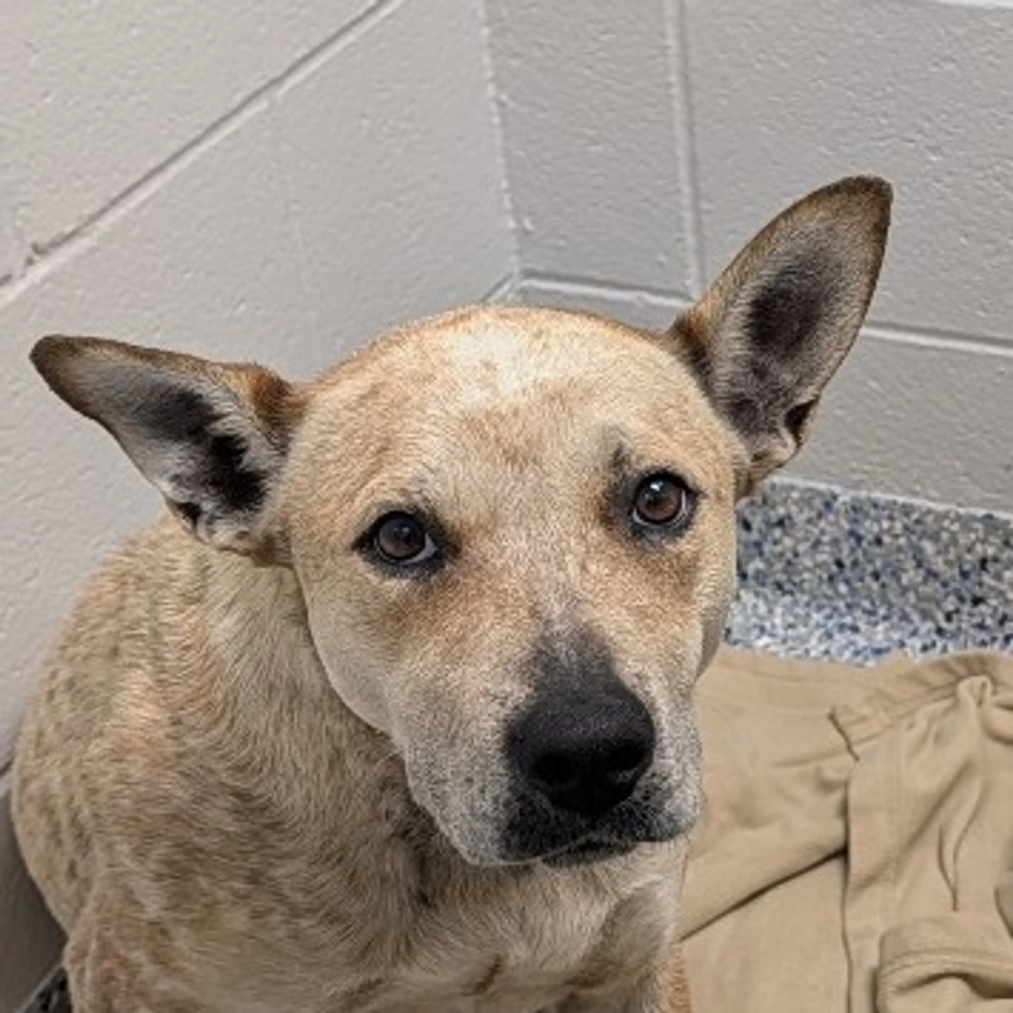 Found pet-1