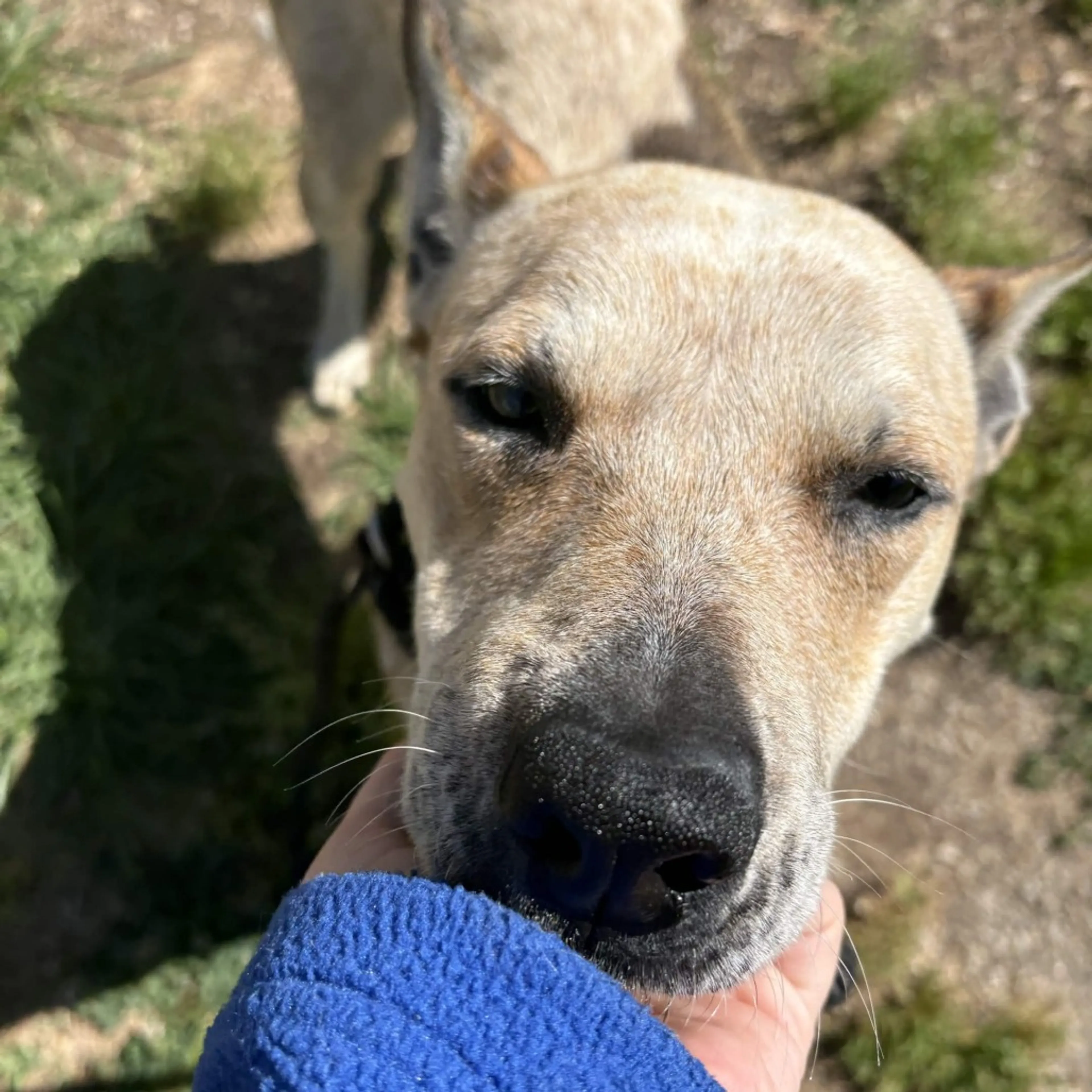 Found pet-4