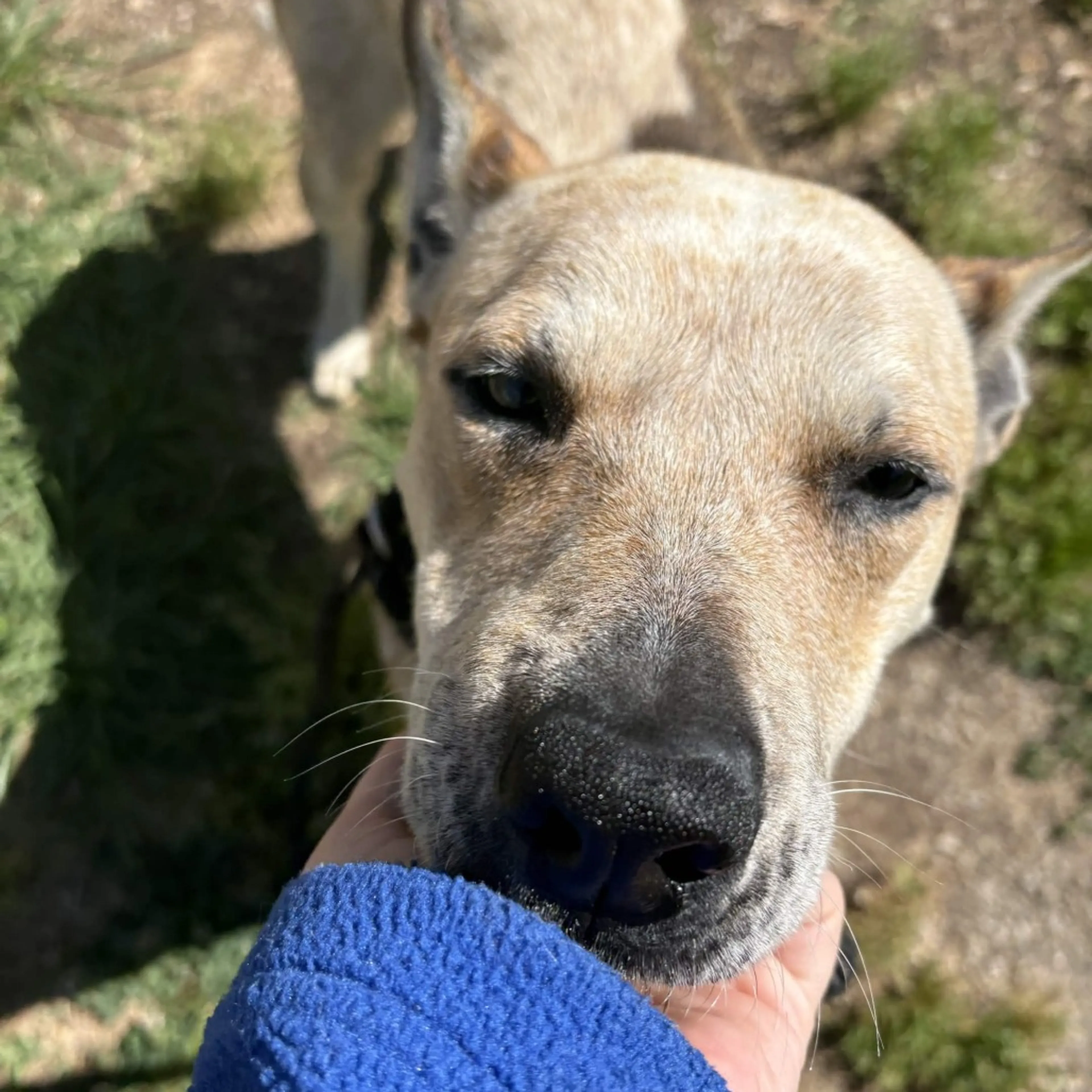 Found pet-3