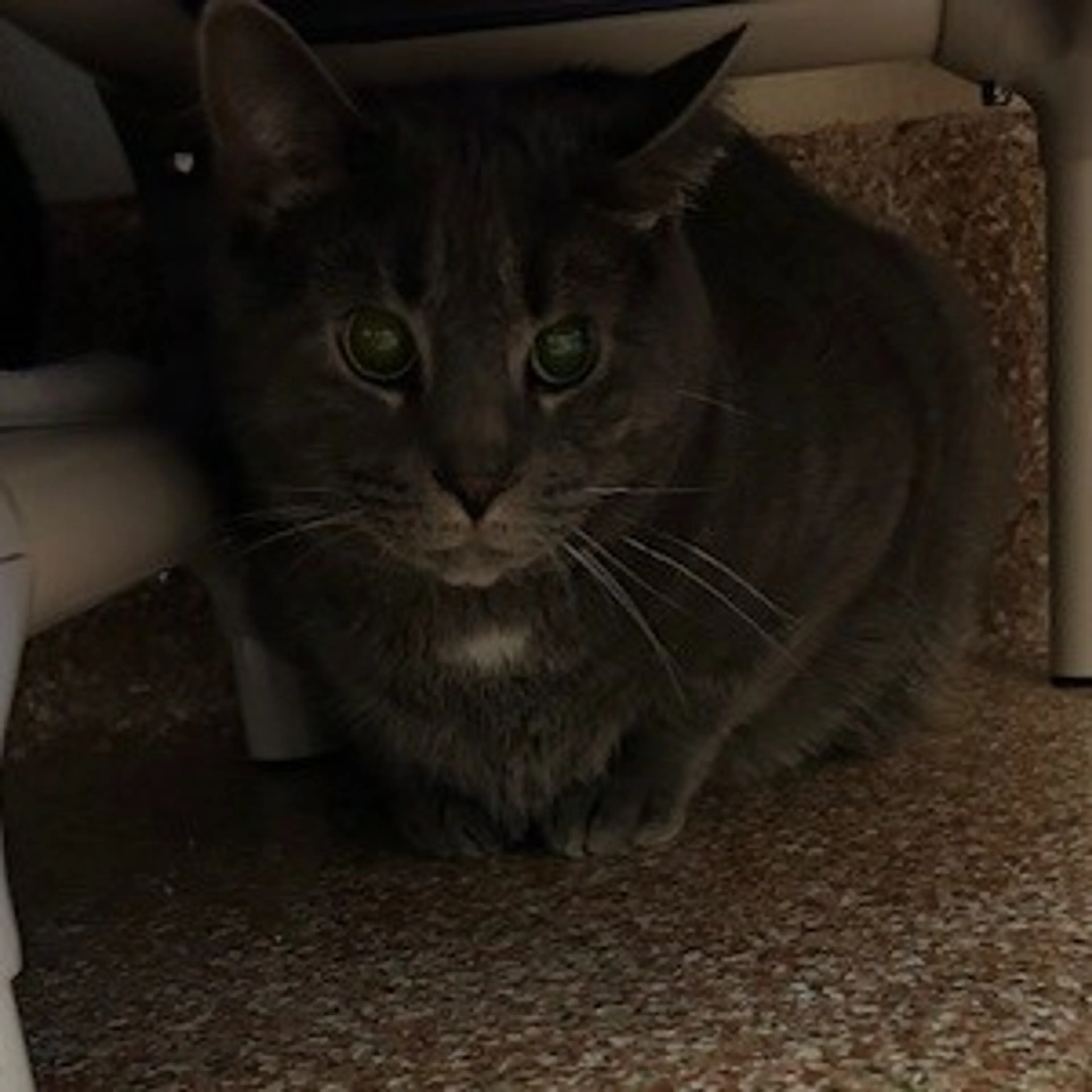 Found pet-1
