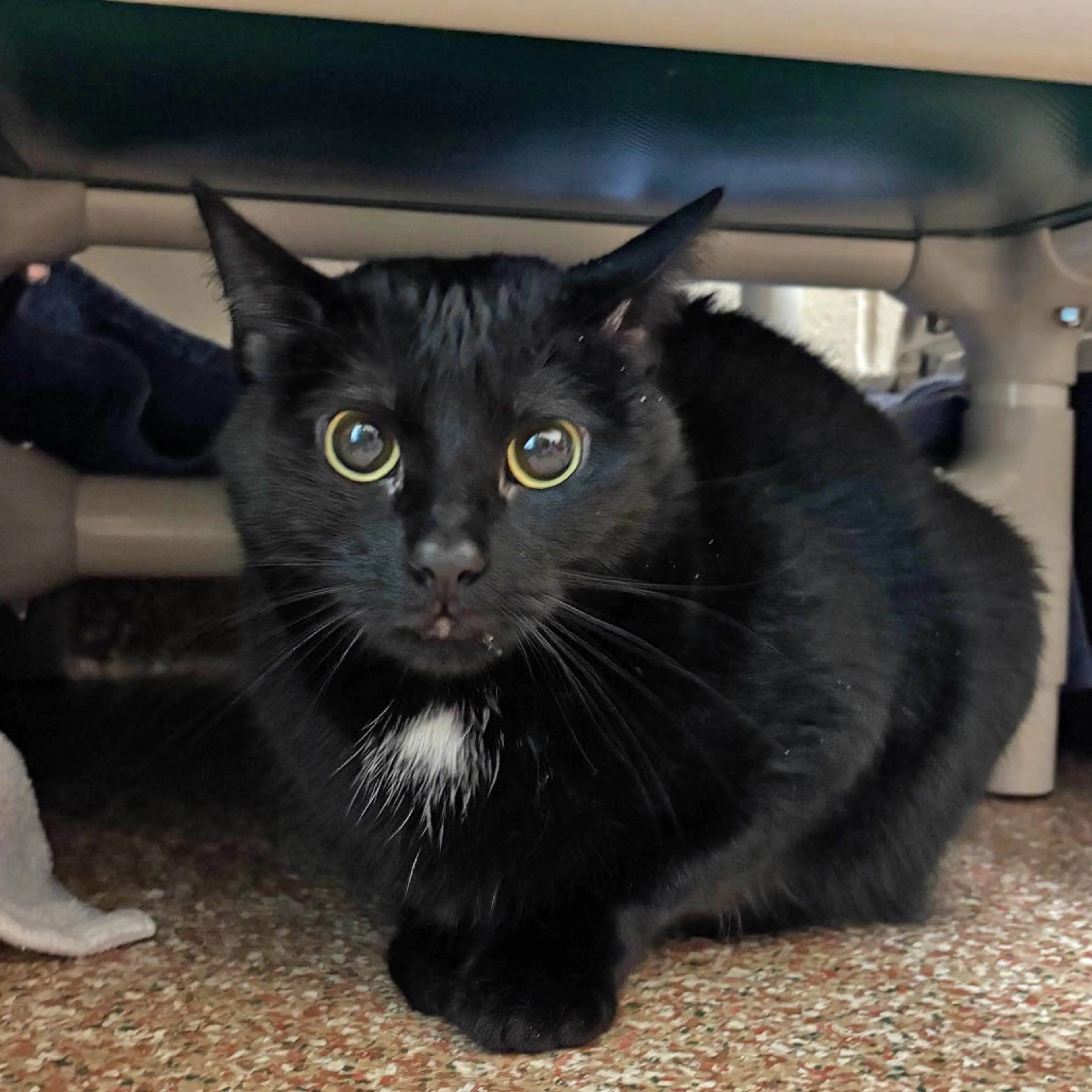 Found pet