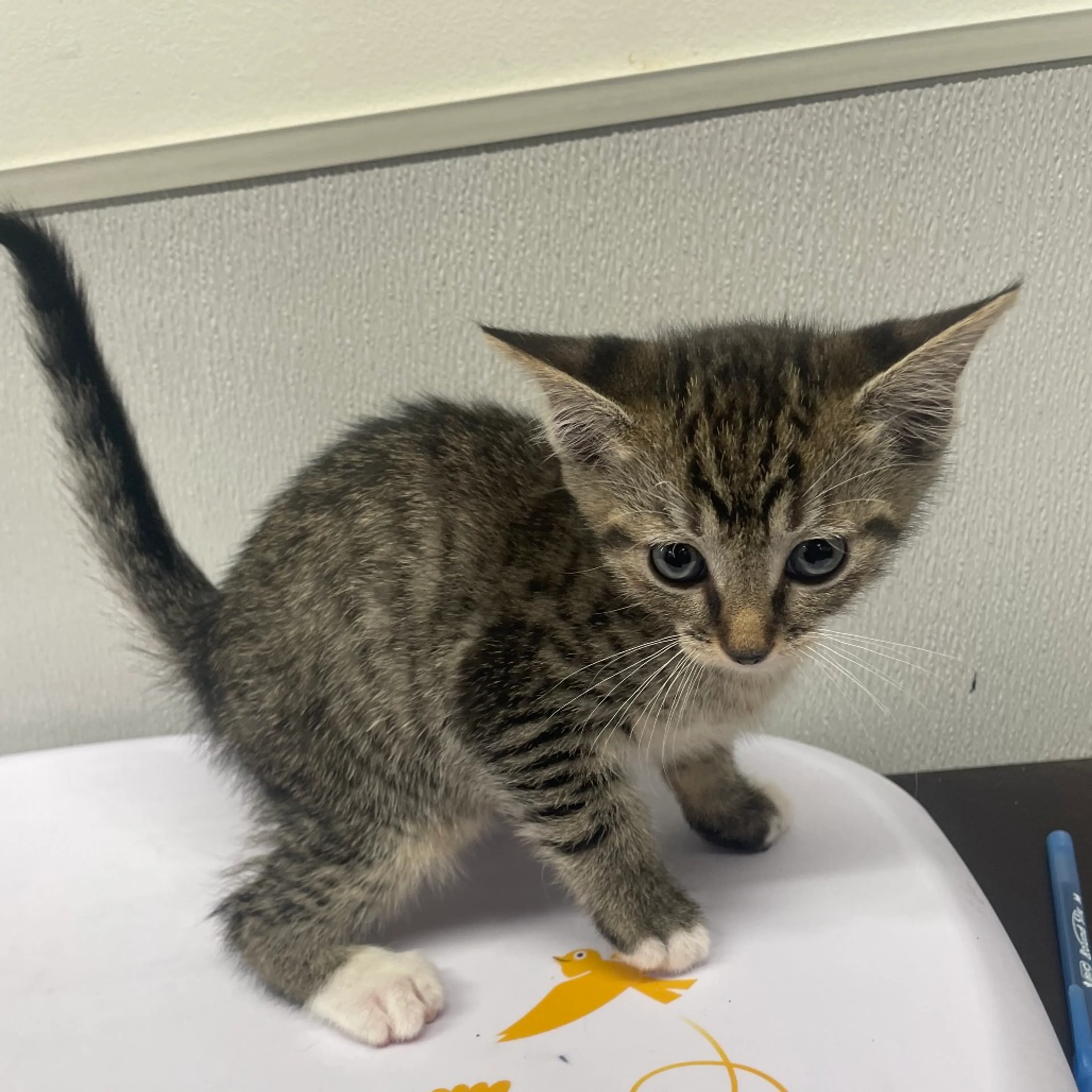 Found pet