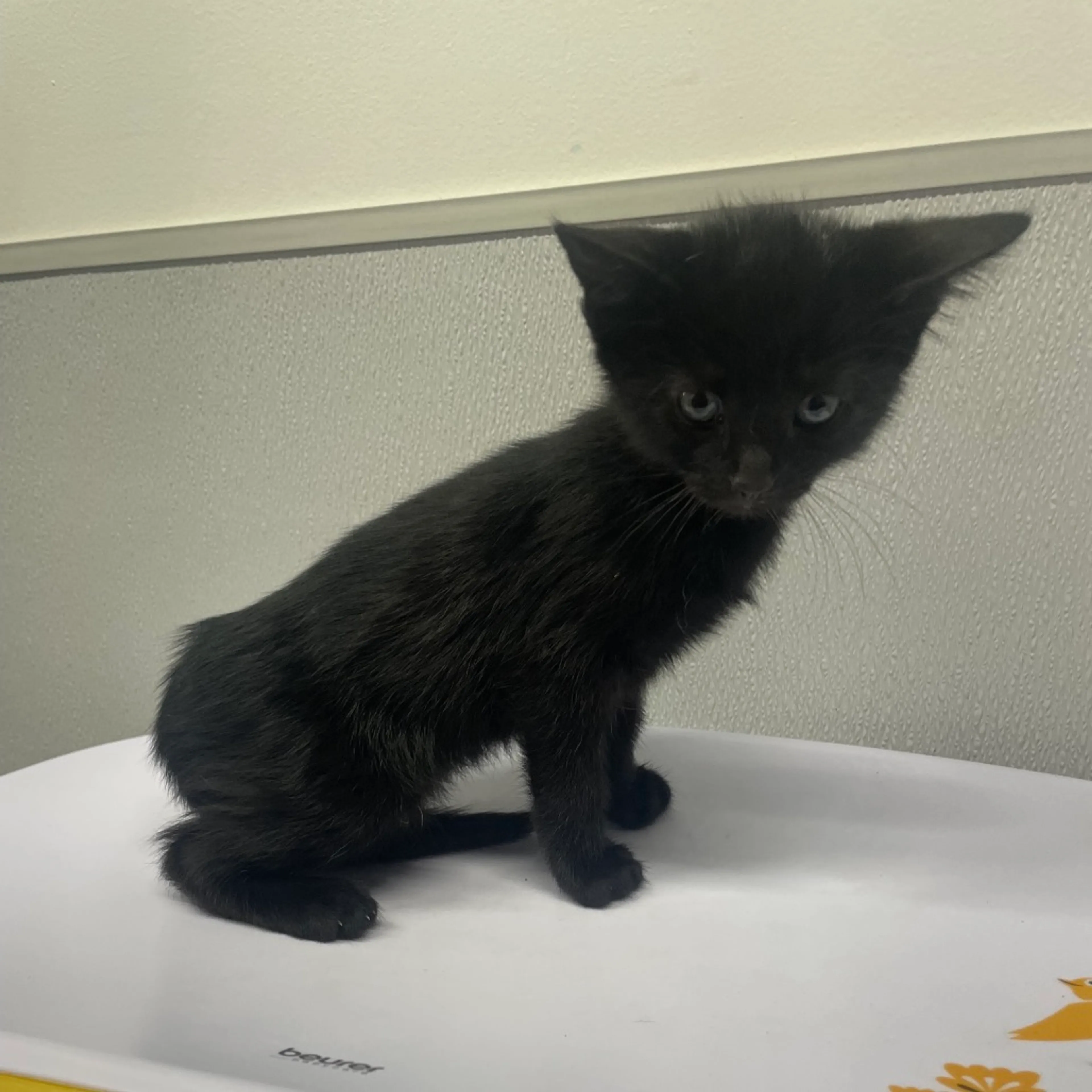 Found pet