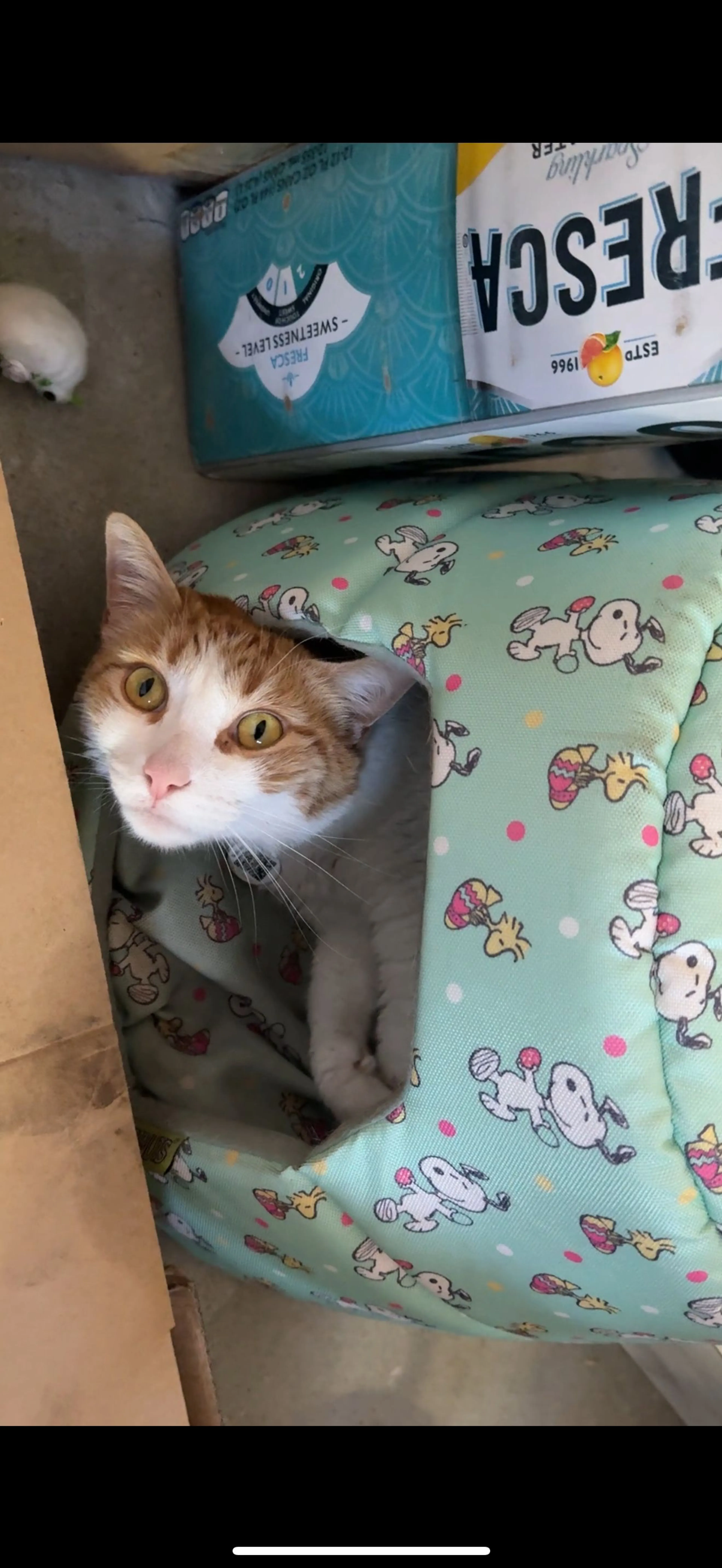 Lost pet-1