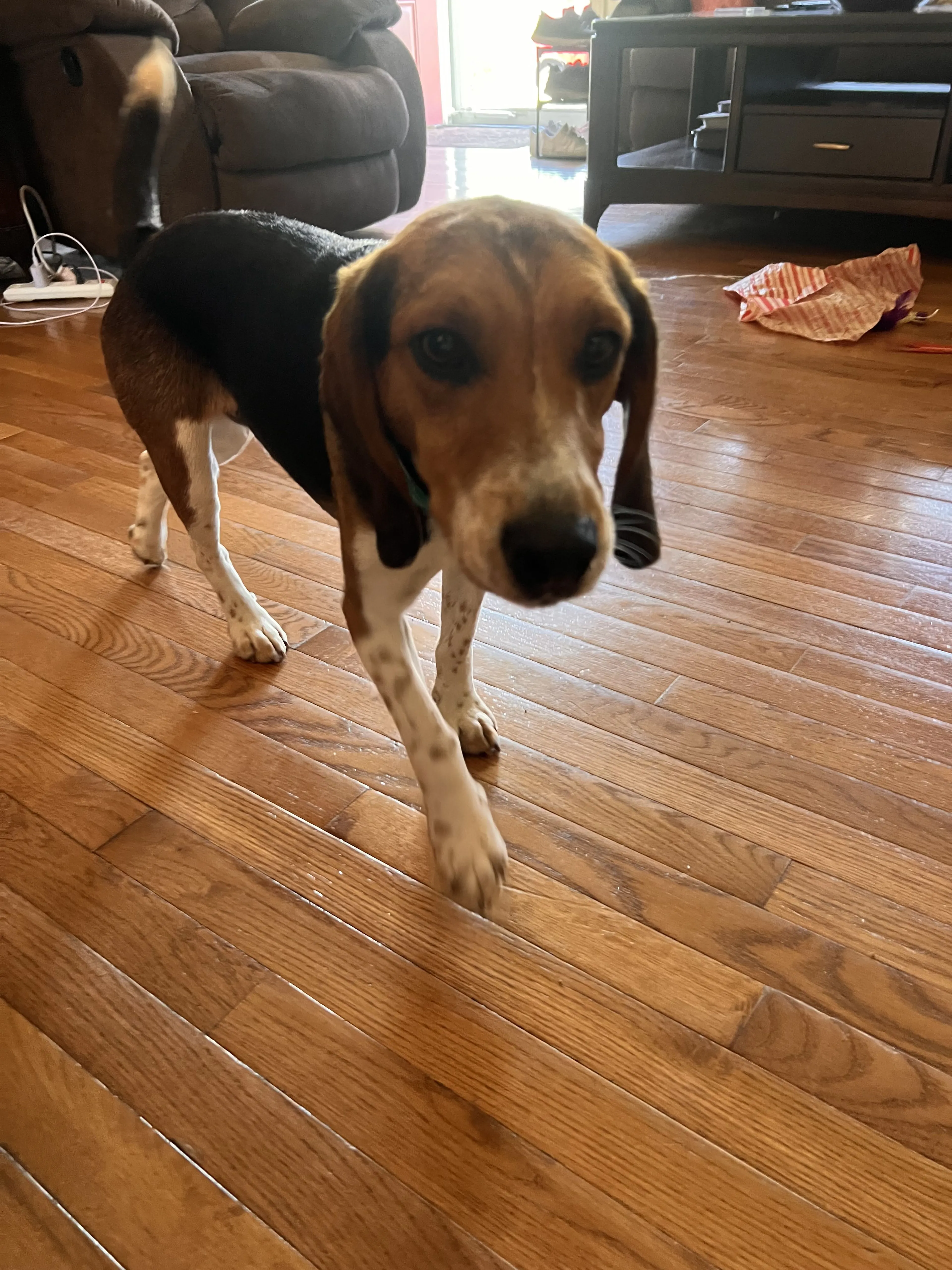Lost pet