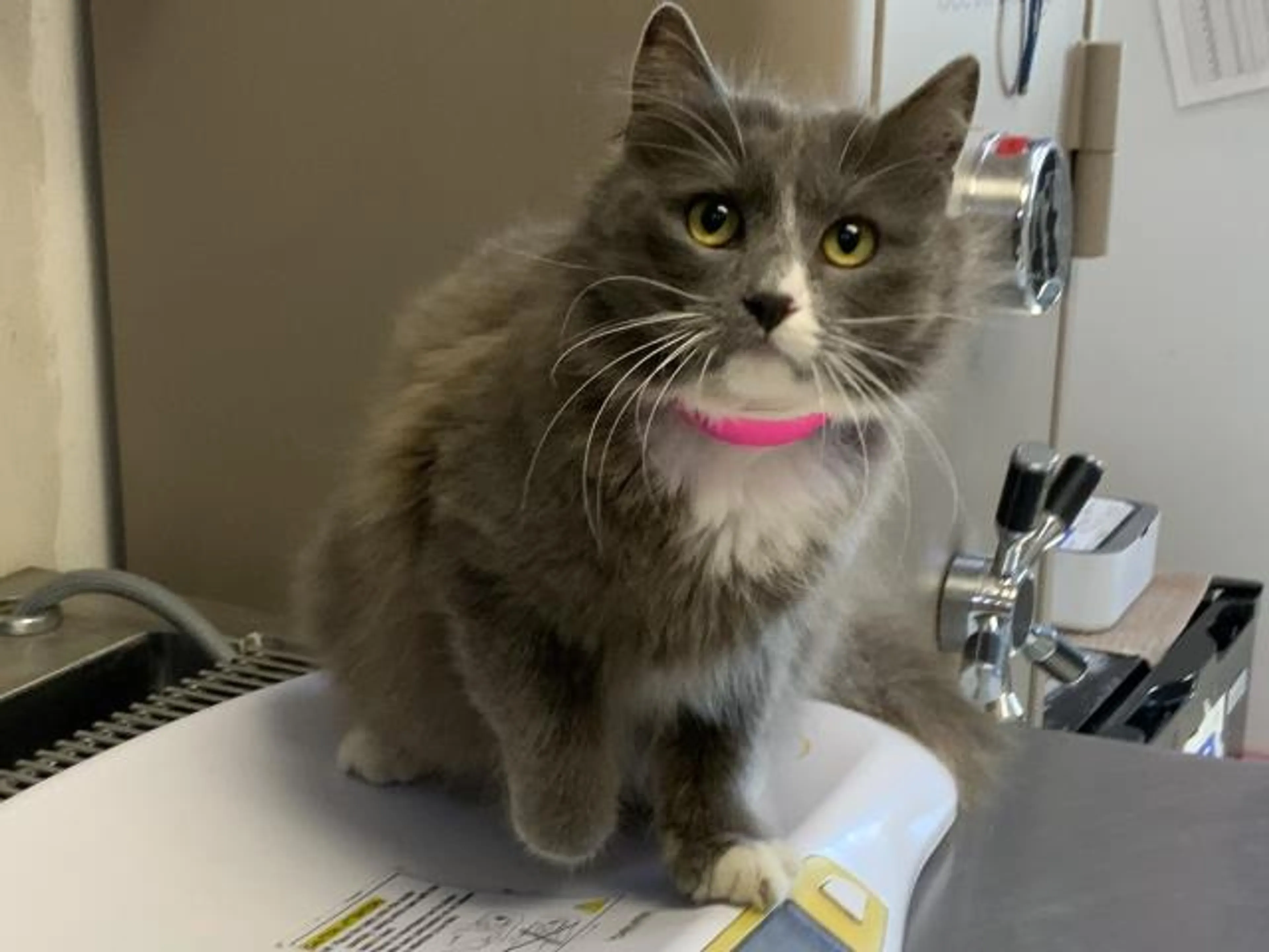 Found pet