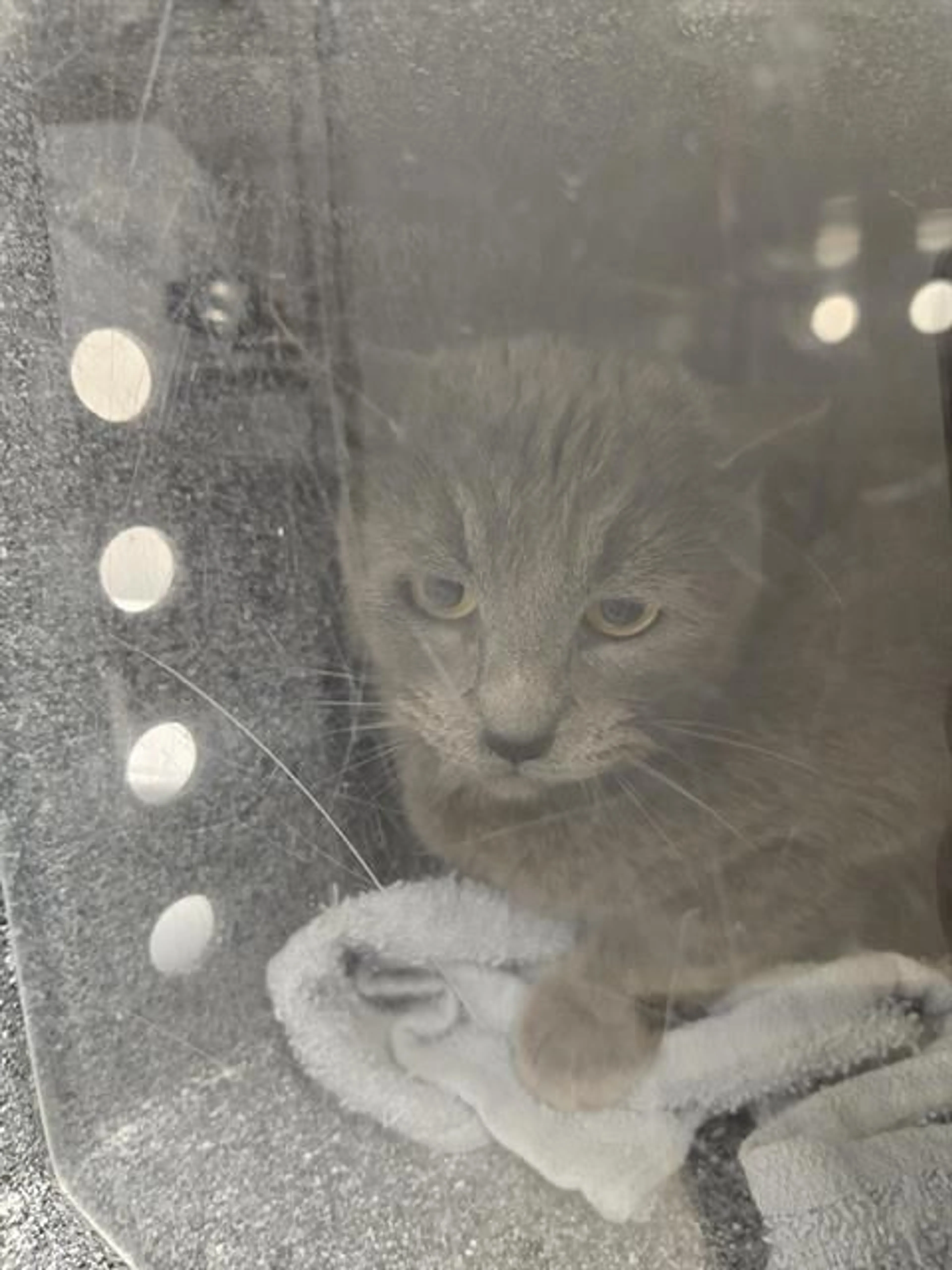 Found pet