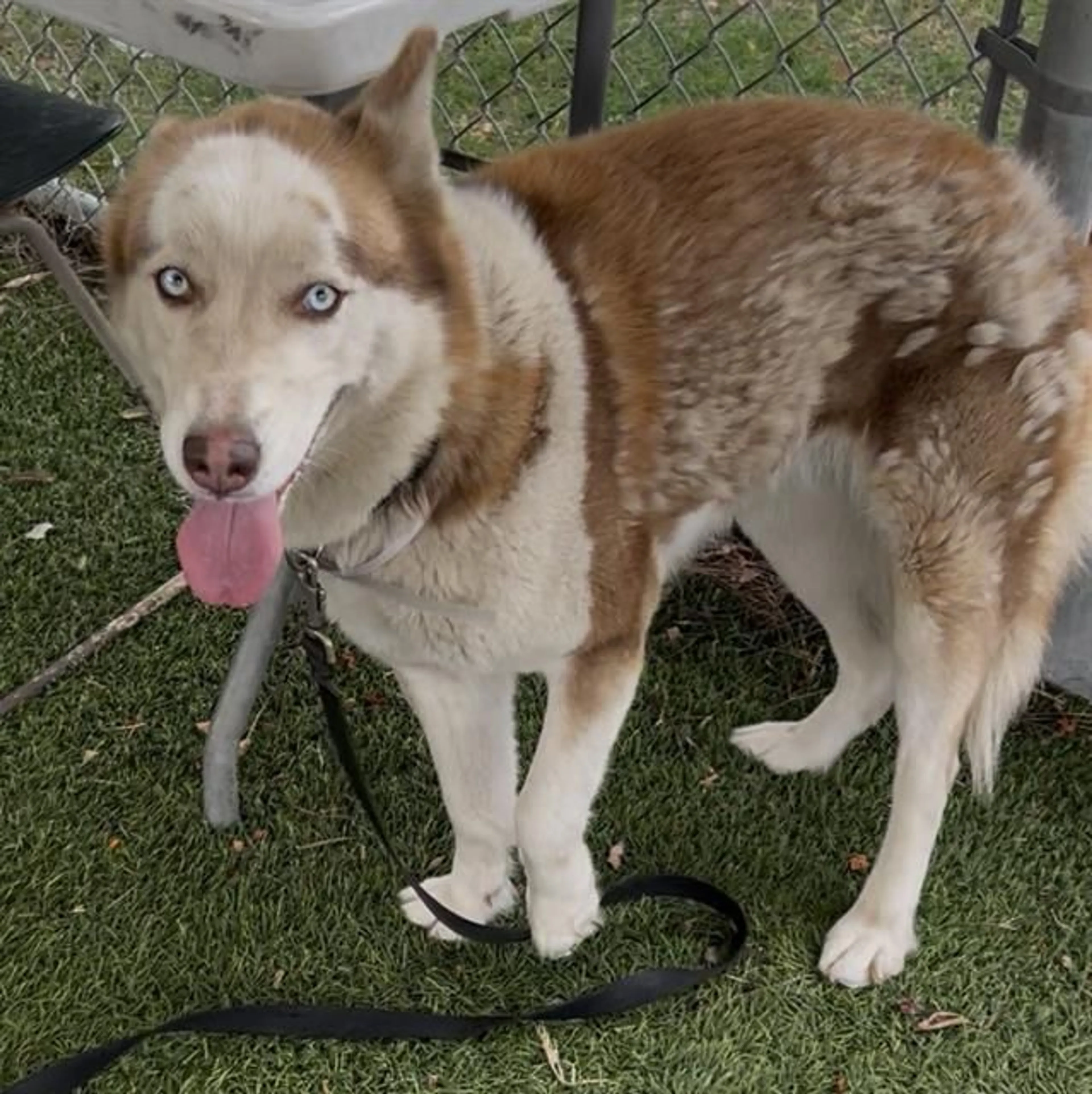 Found pet