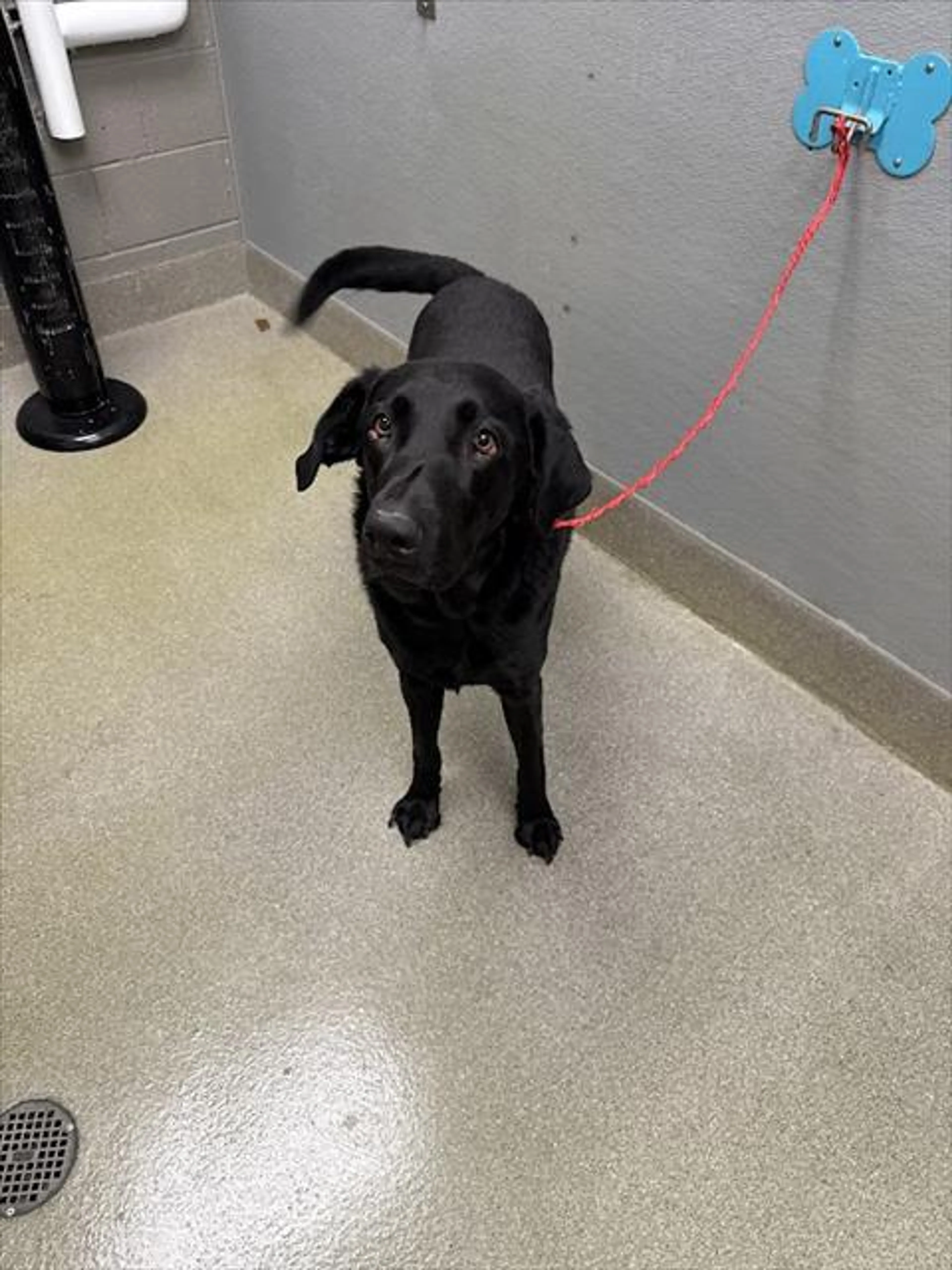 Found pet