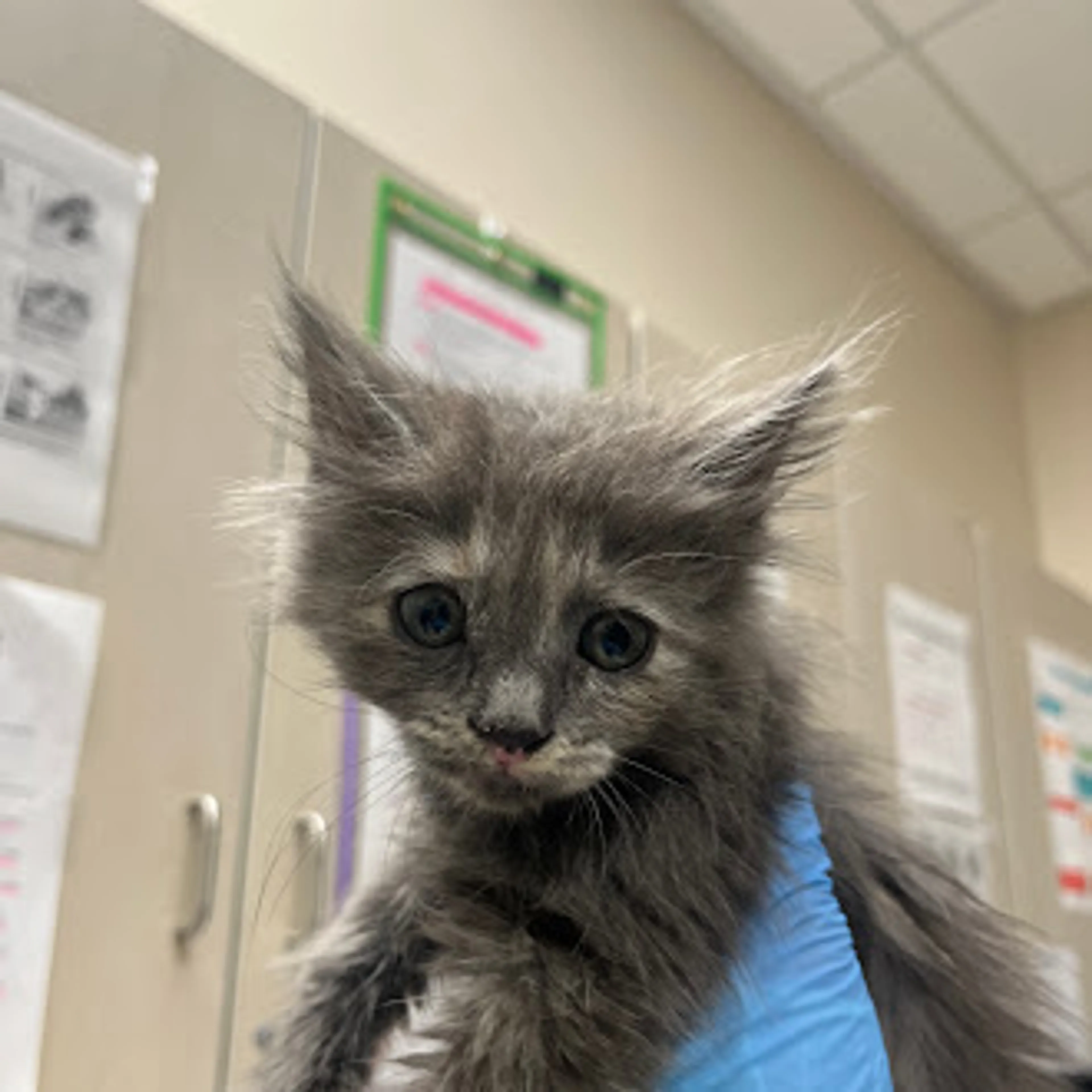 Found pet