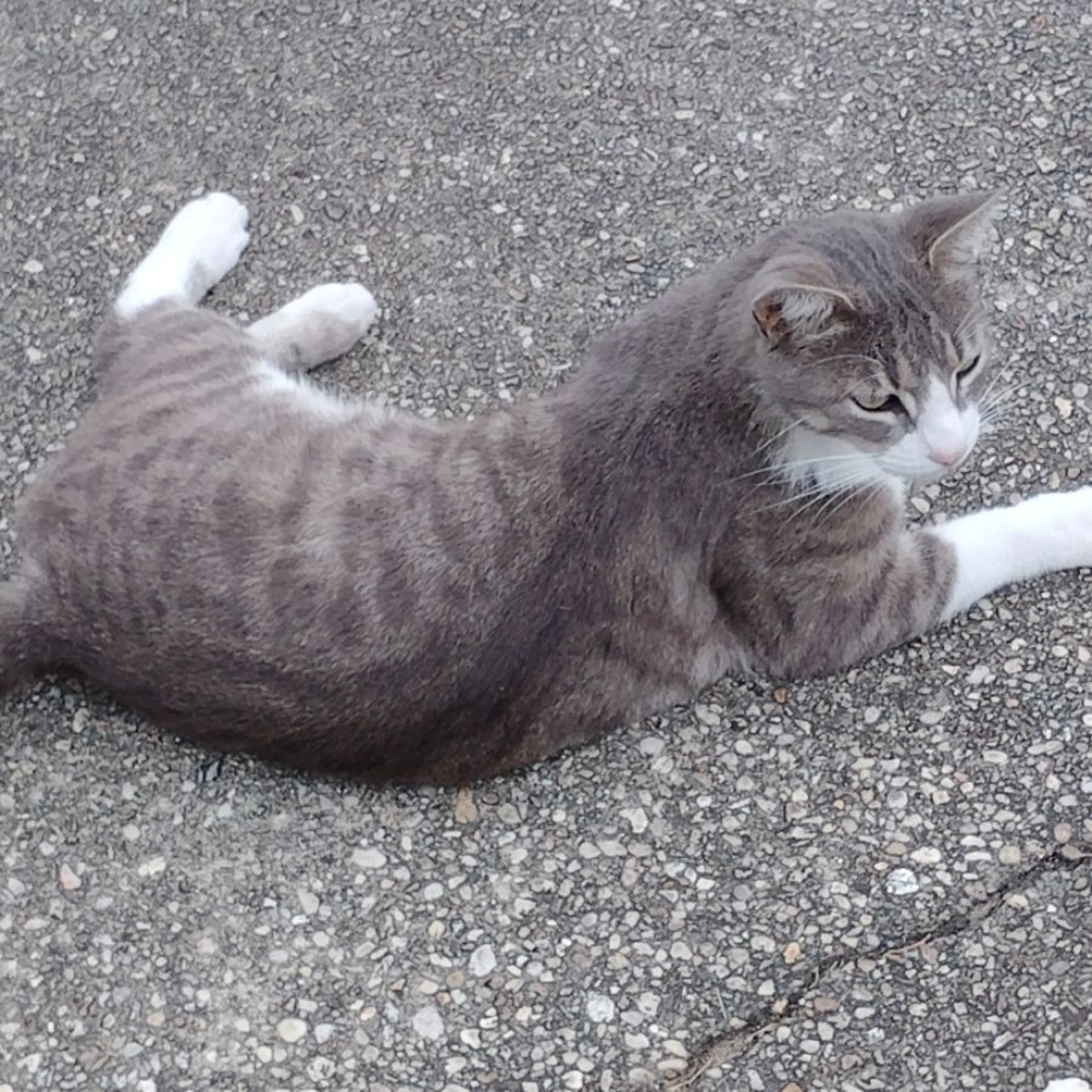 Found pet