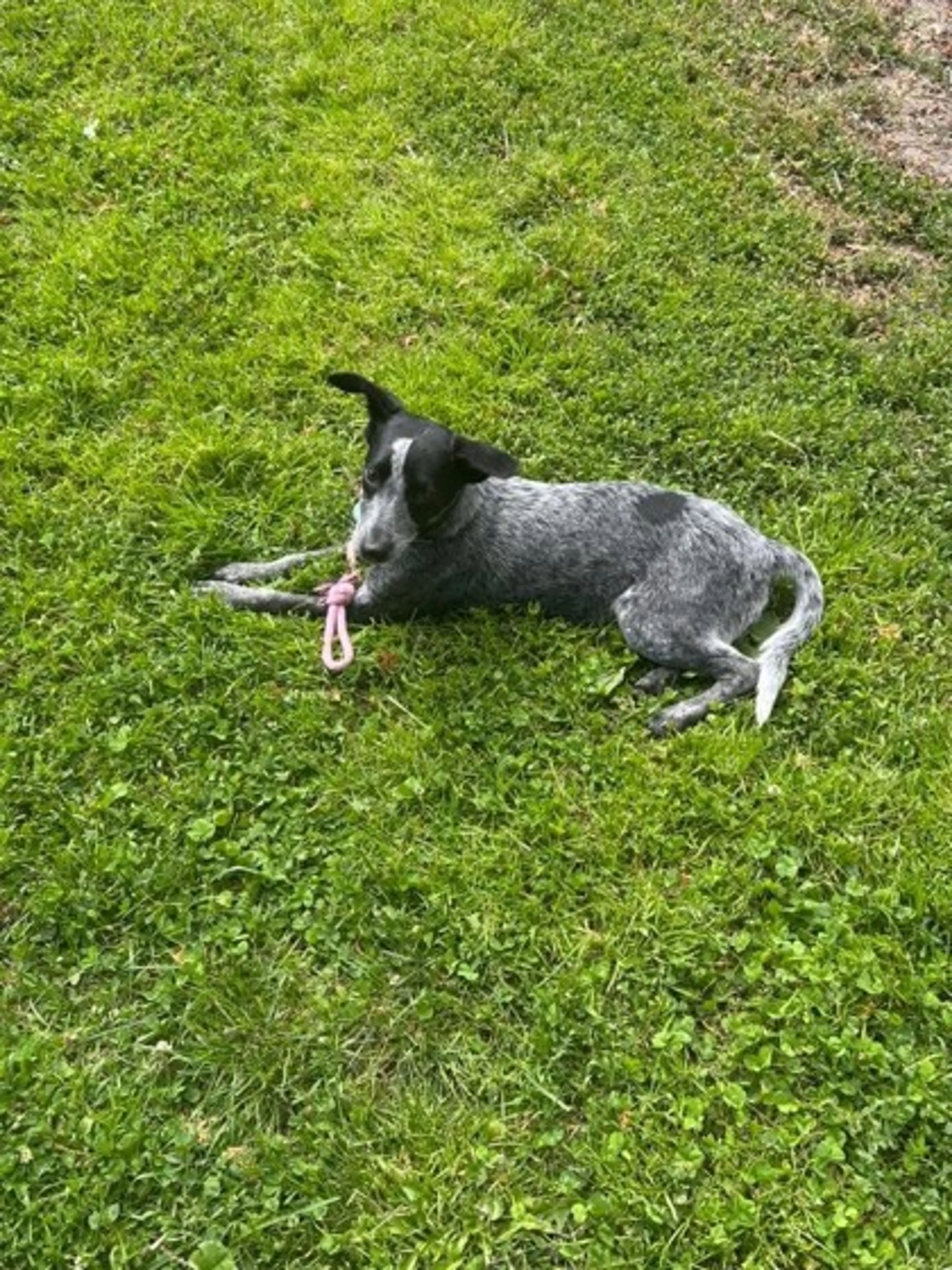 Found pet-1