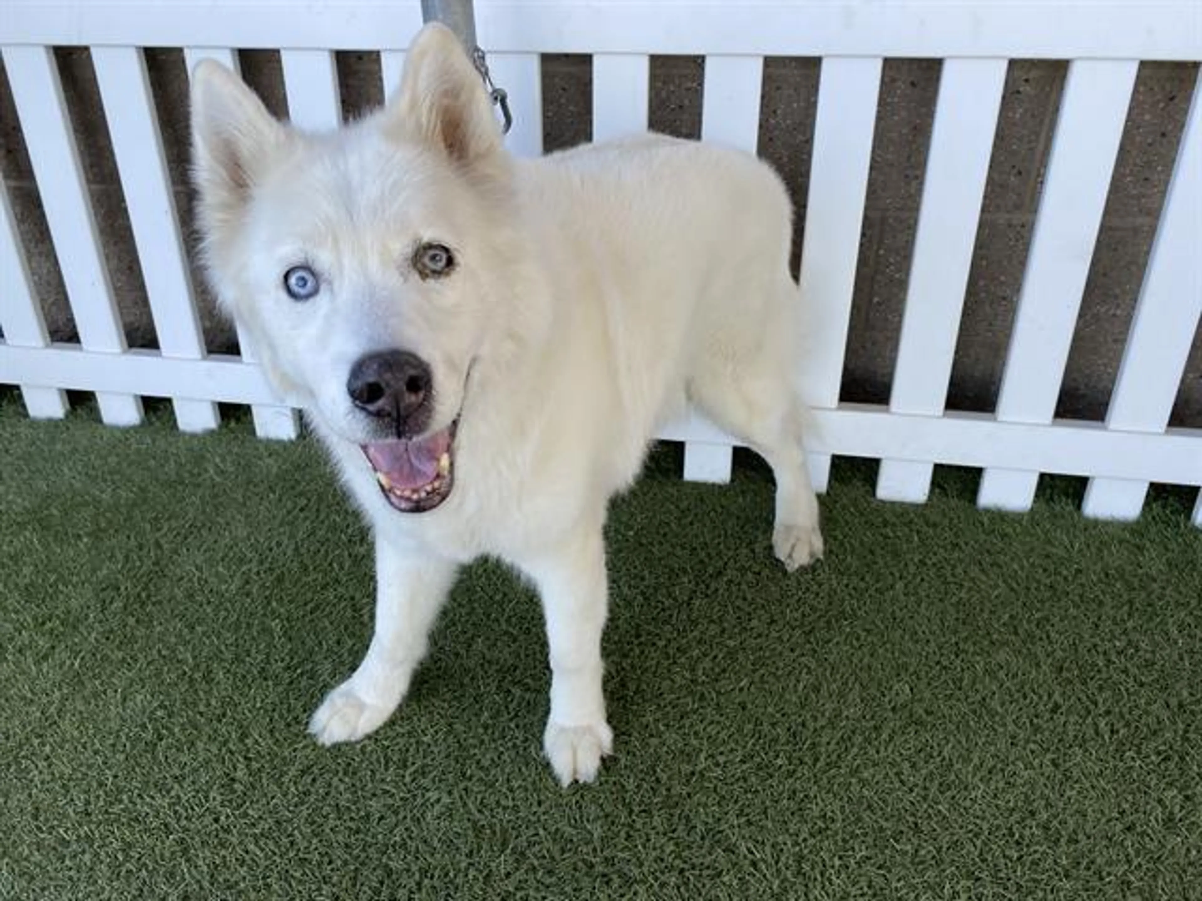 Found pet