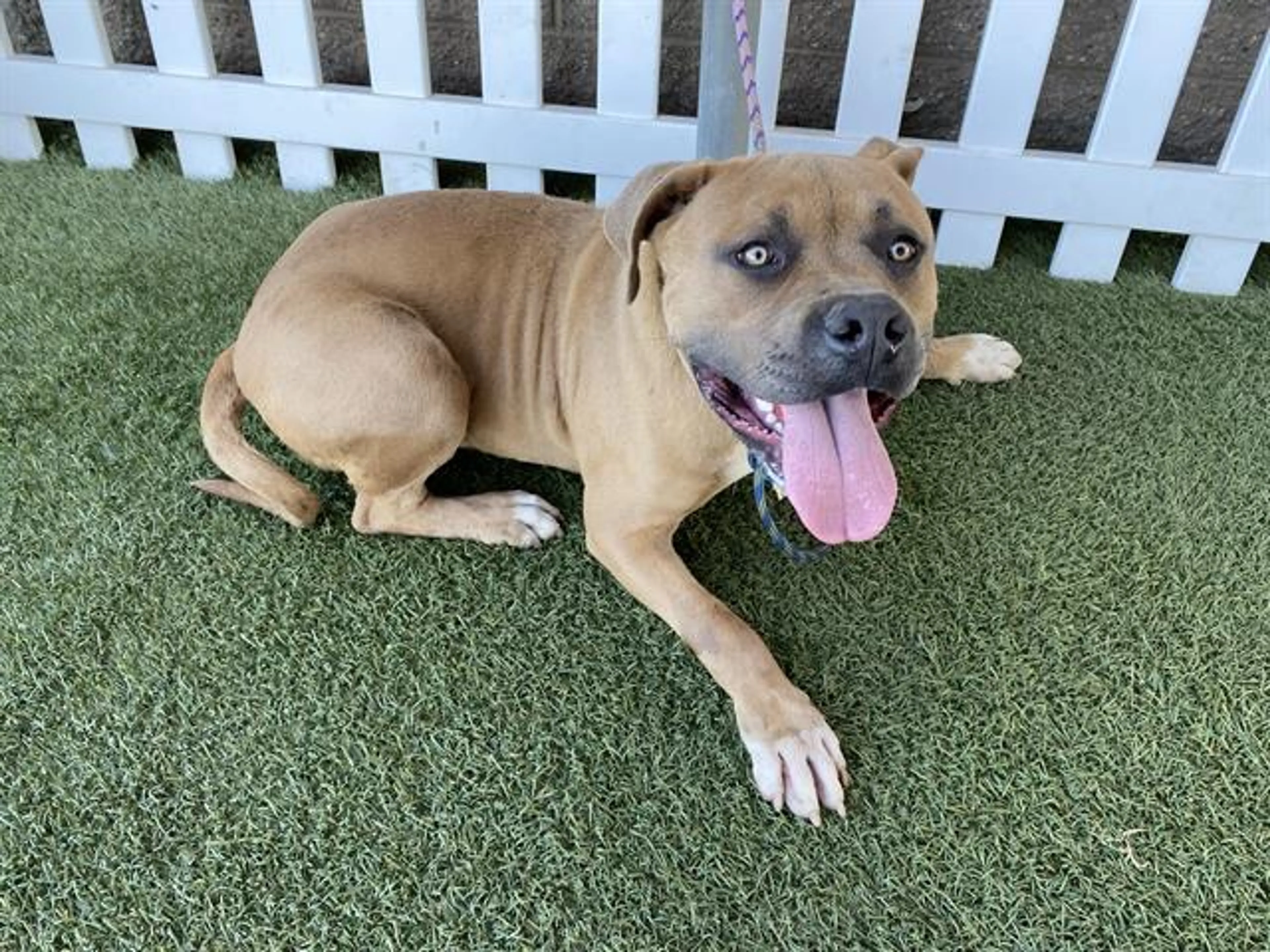 Found pet
