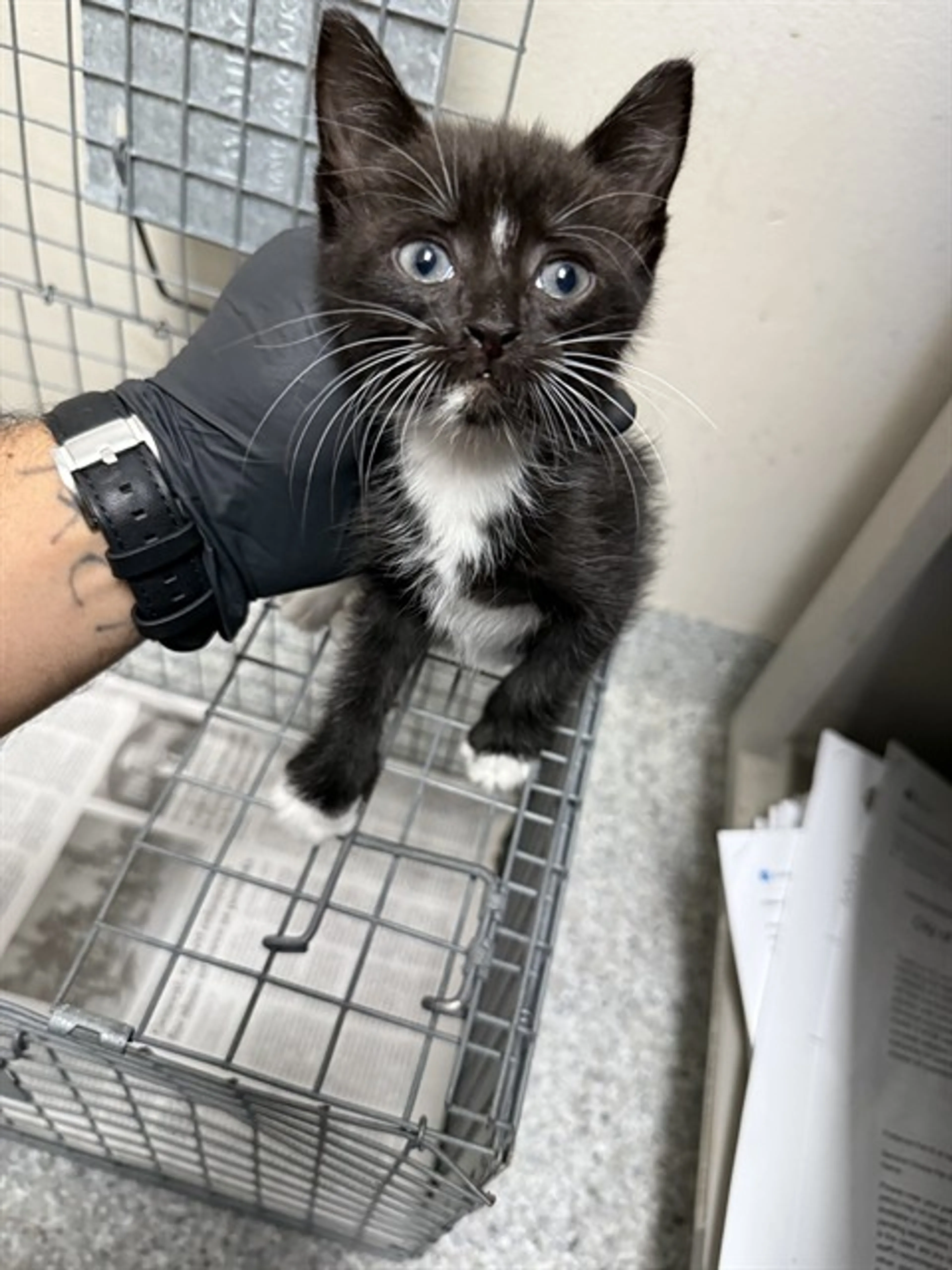 Found pet