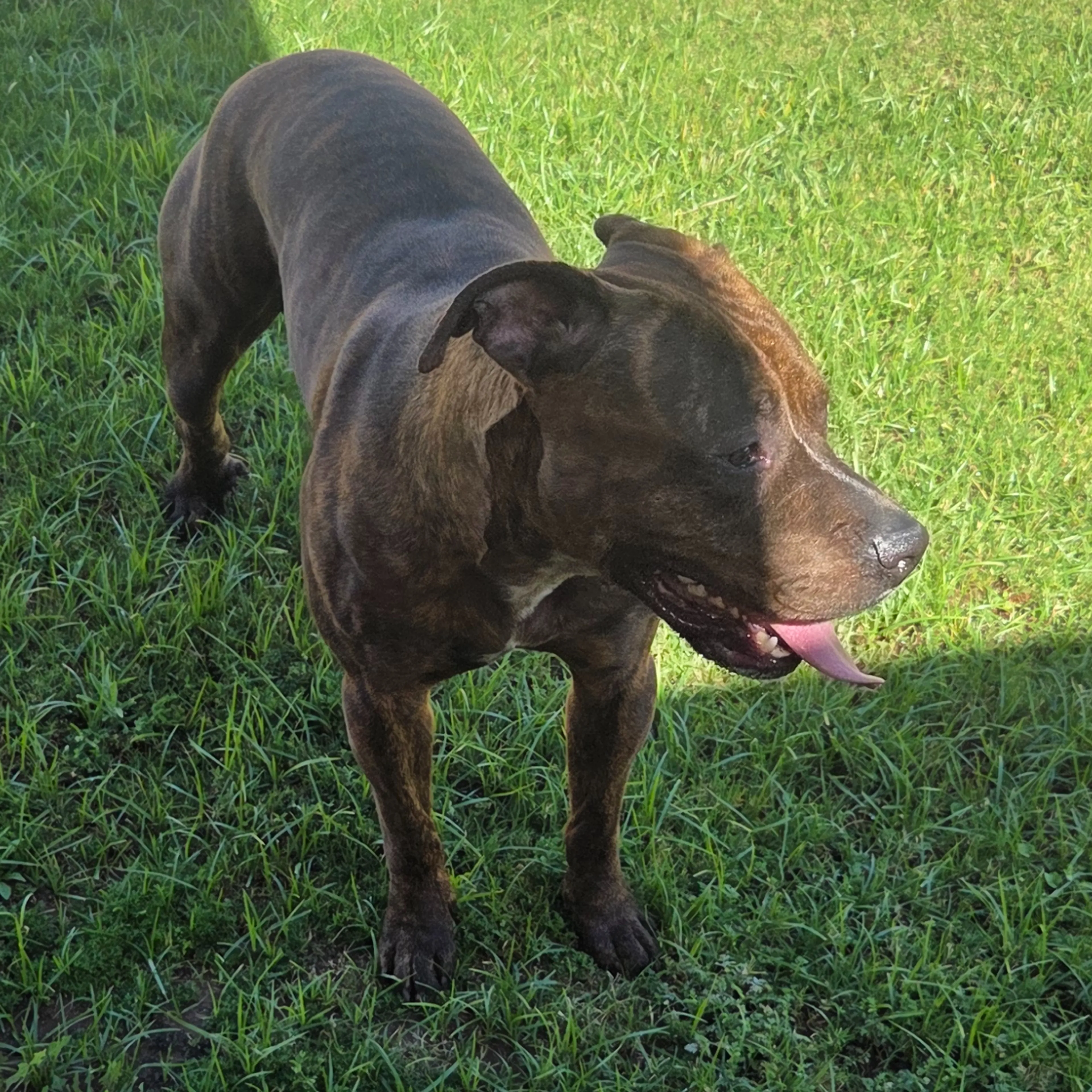 Found pet-1