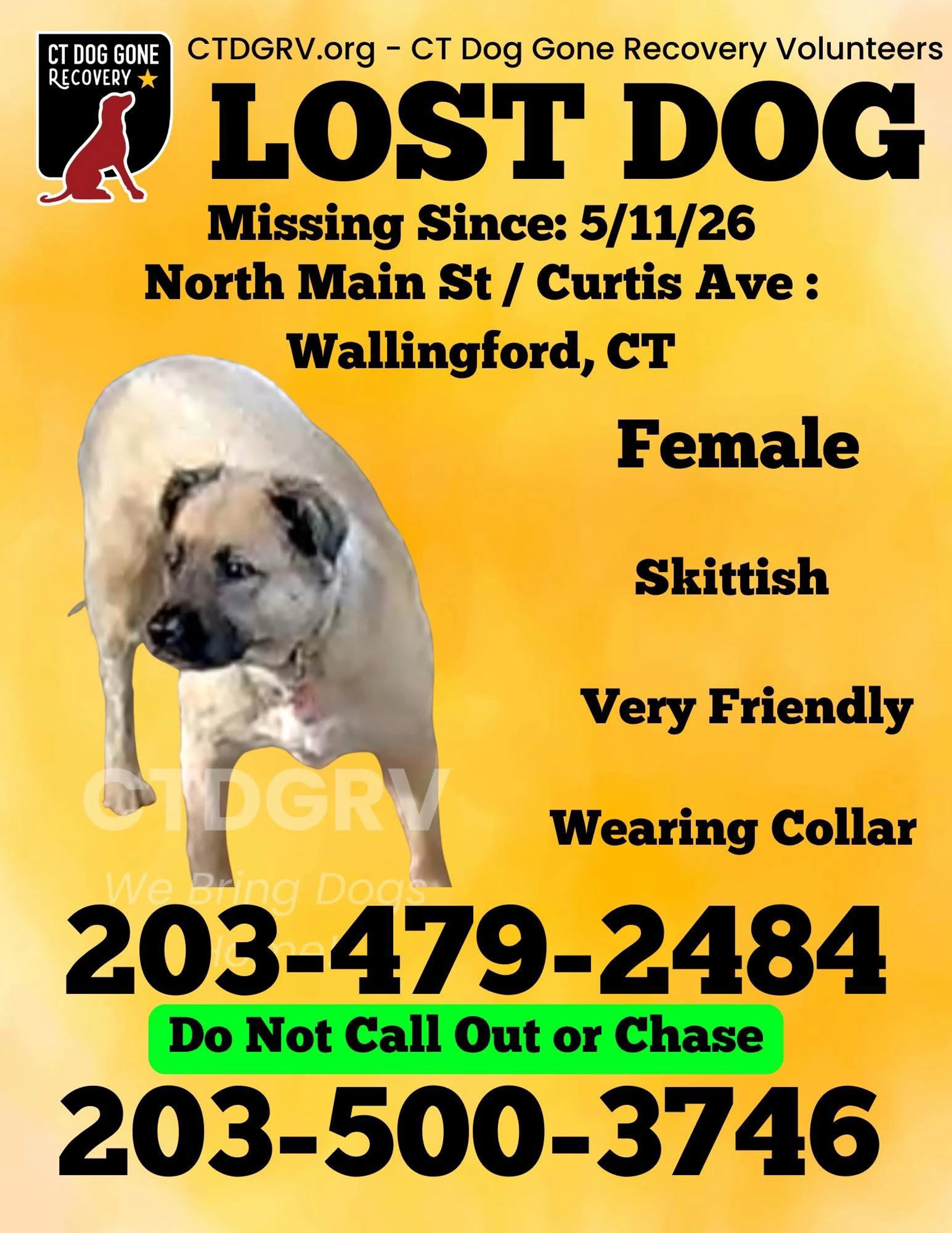 Lost pet