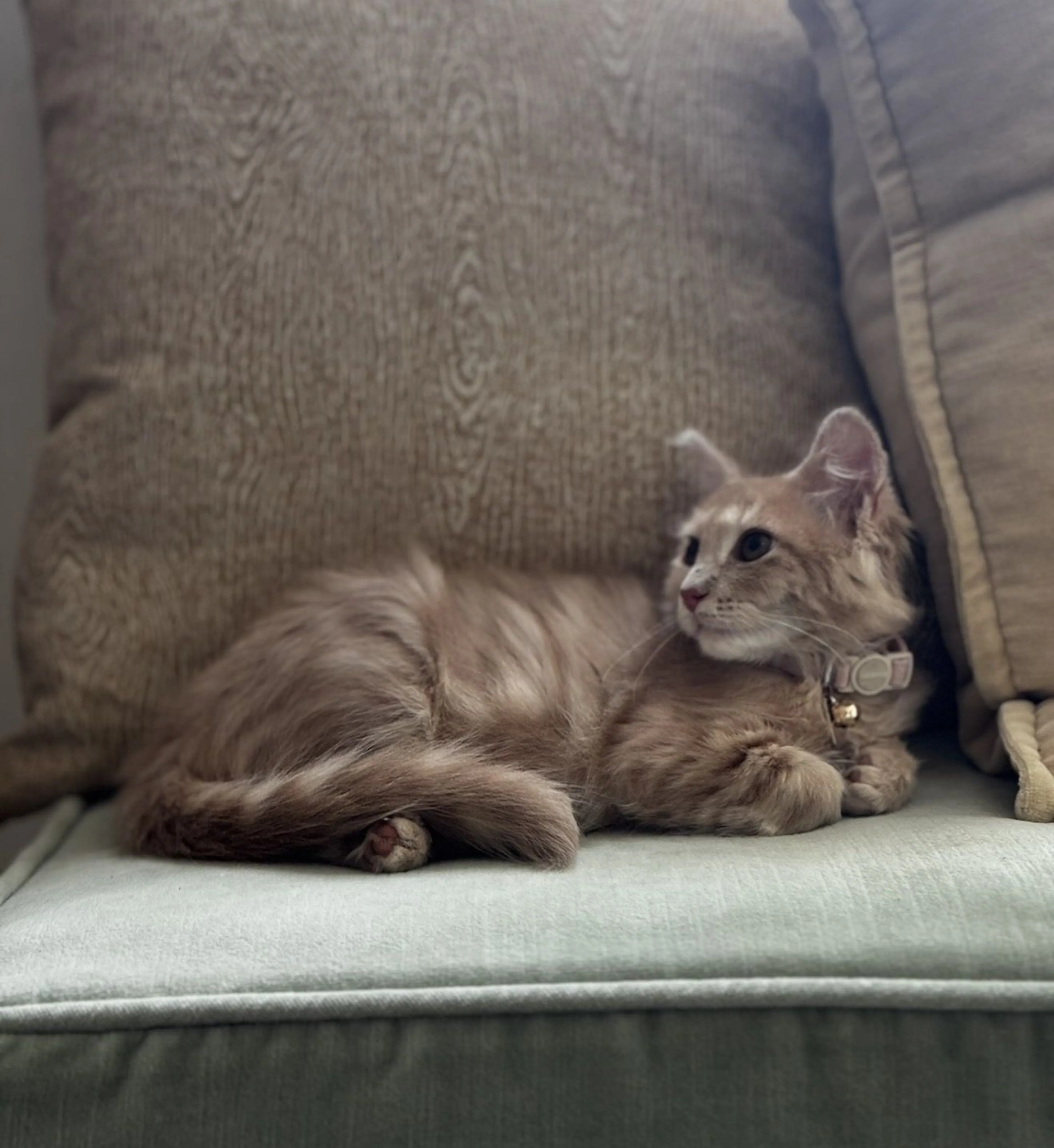 Lost pet-1