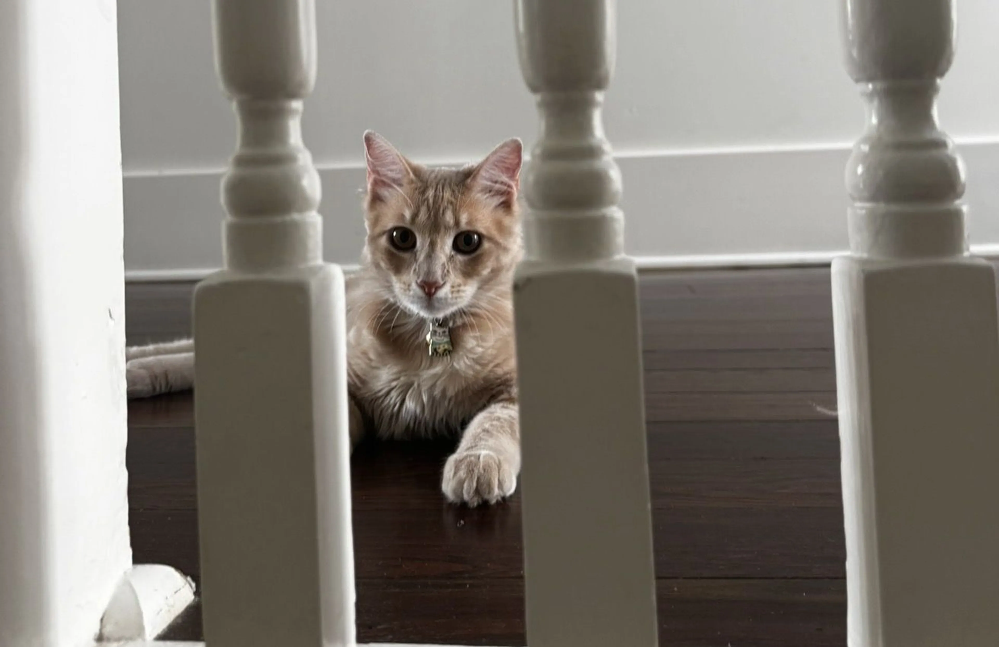 Lost pet-2