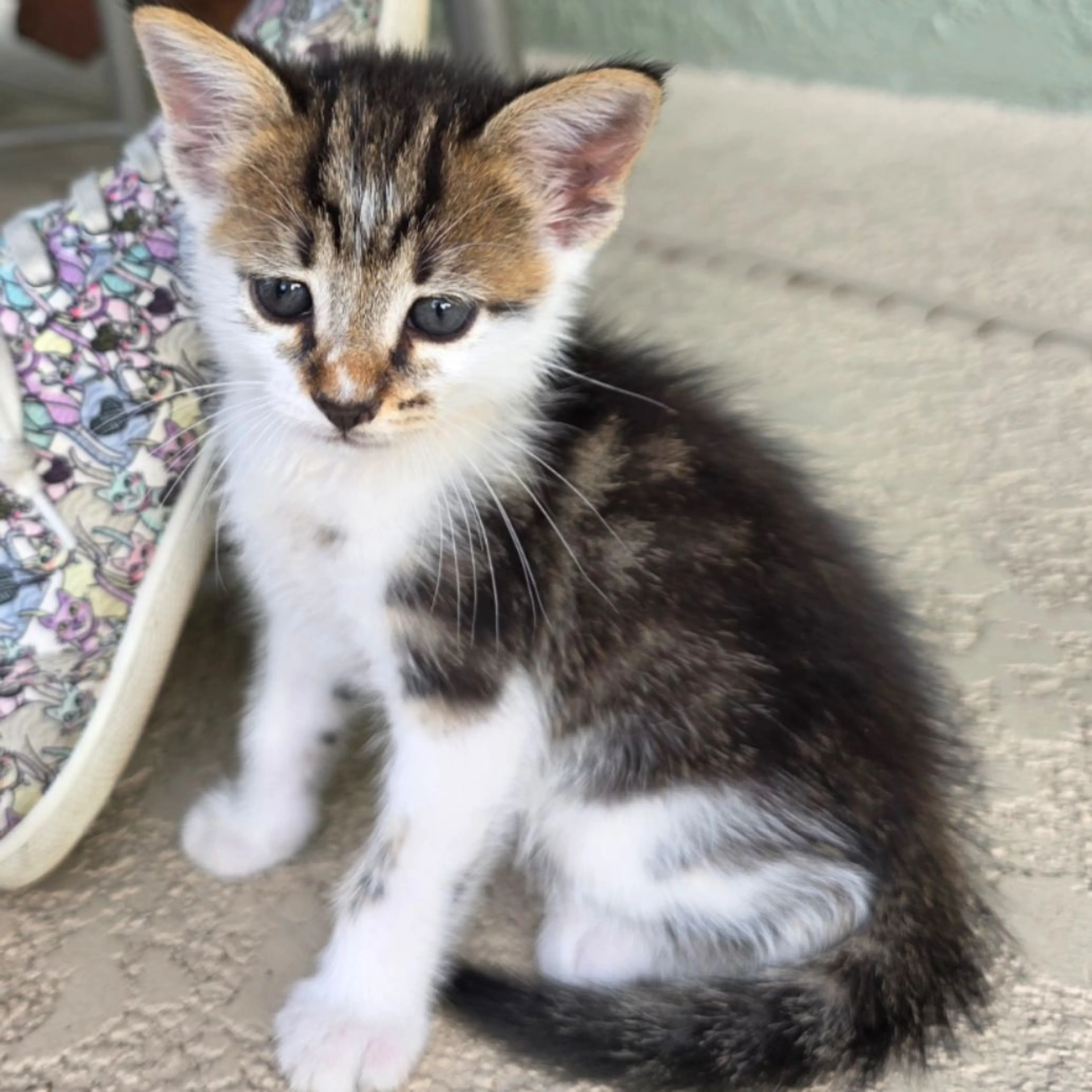 Found pet