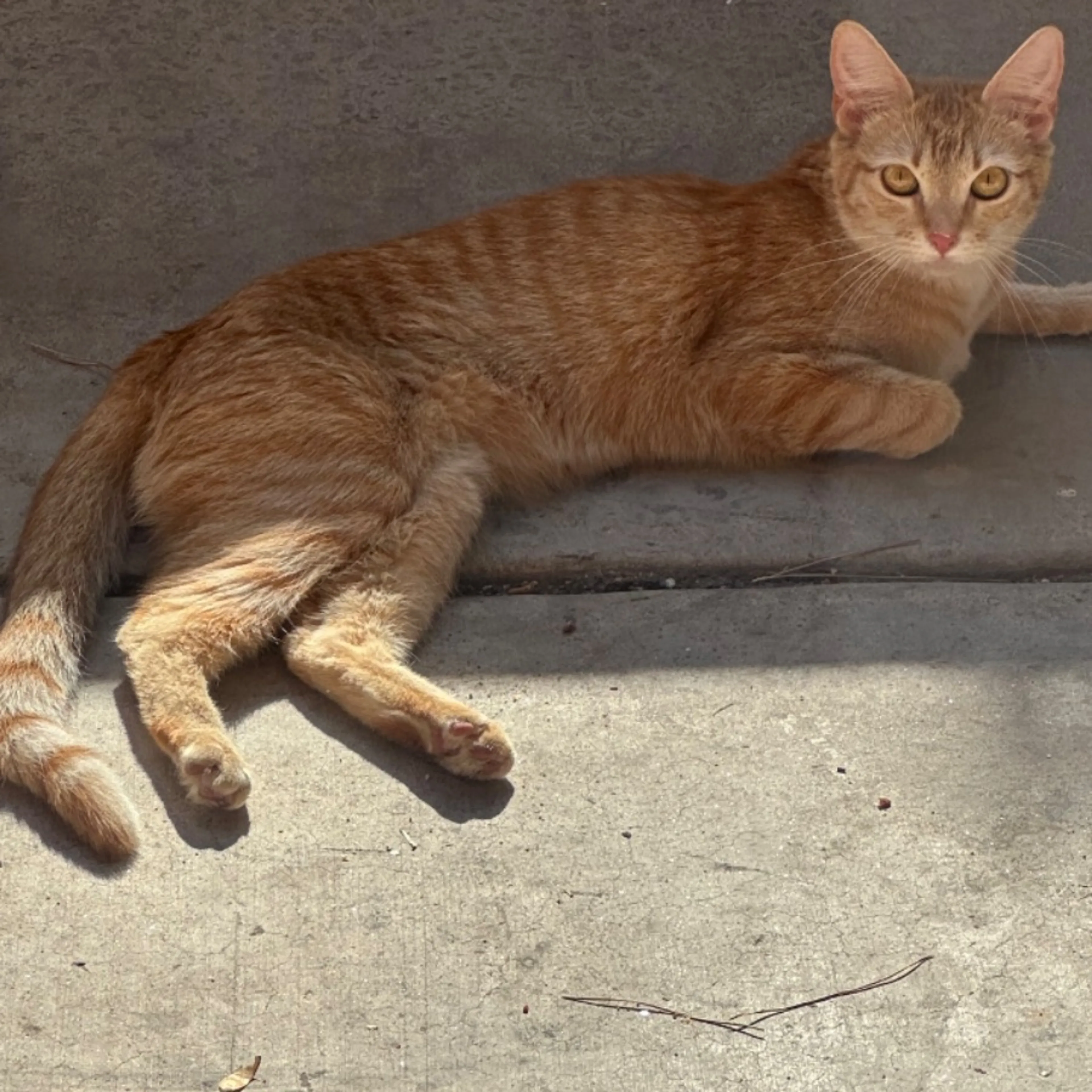 Found pet-0
