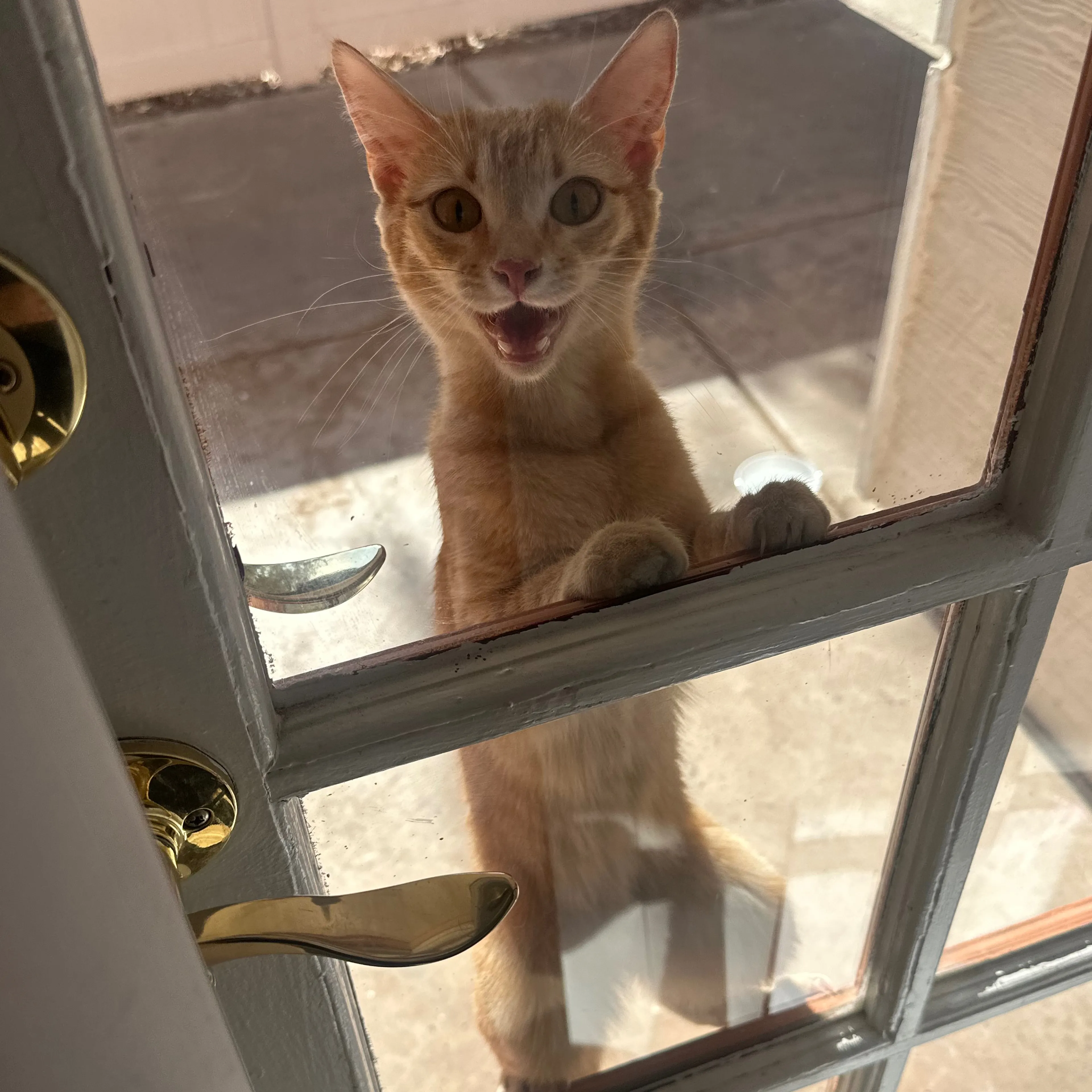 Found pet-1