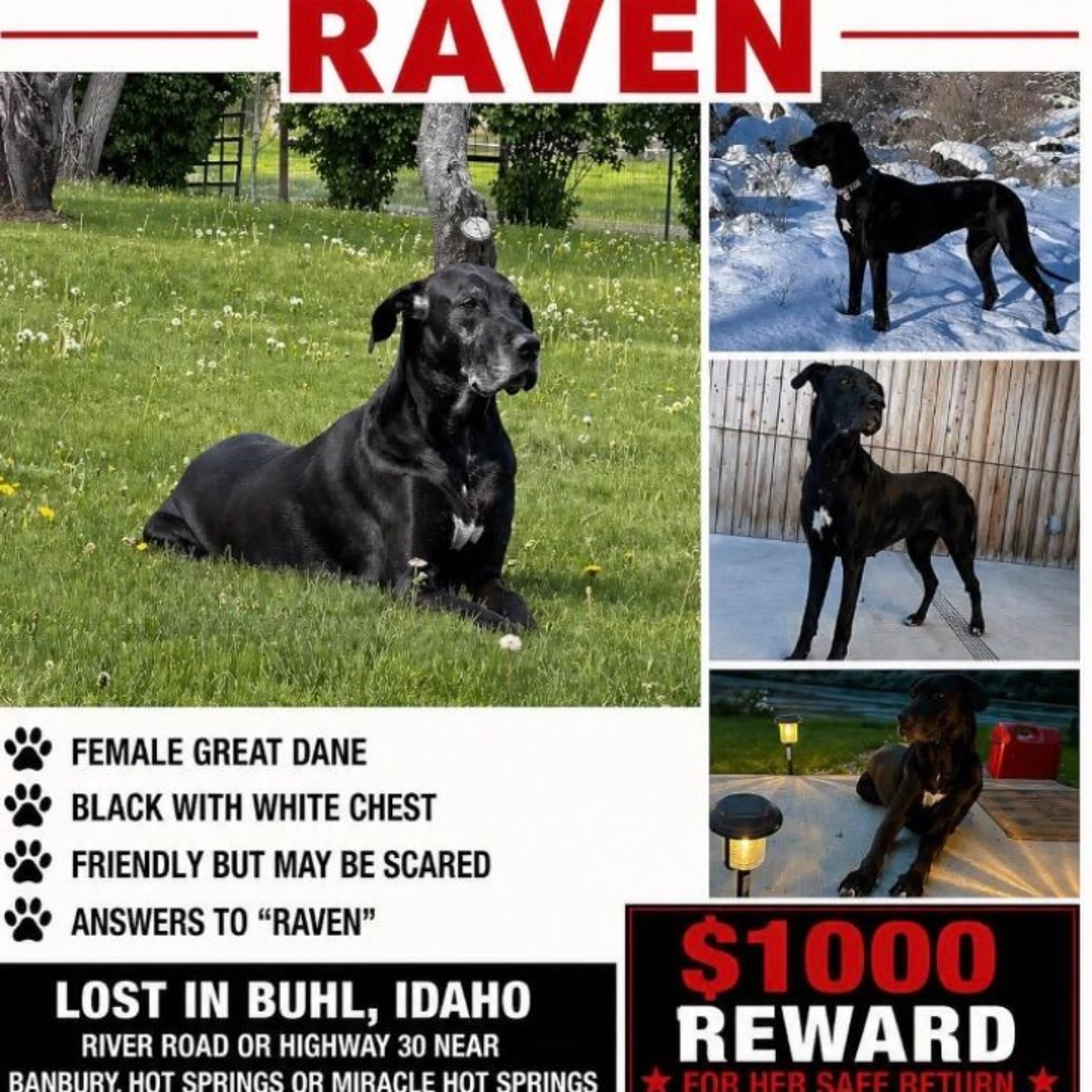 Lost pet