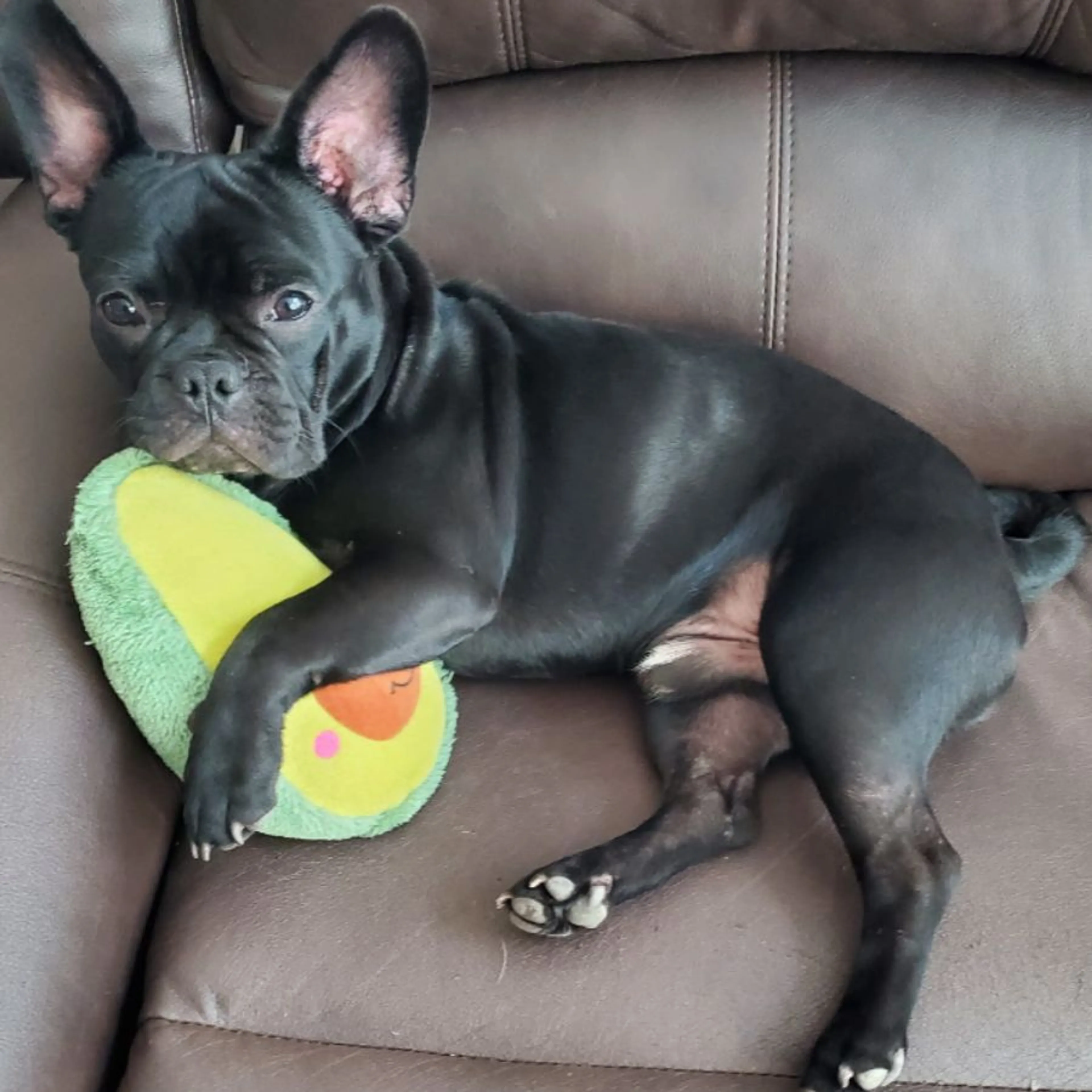 Lost pet