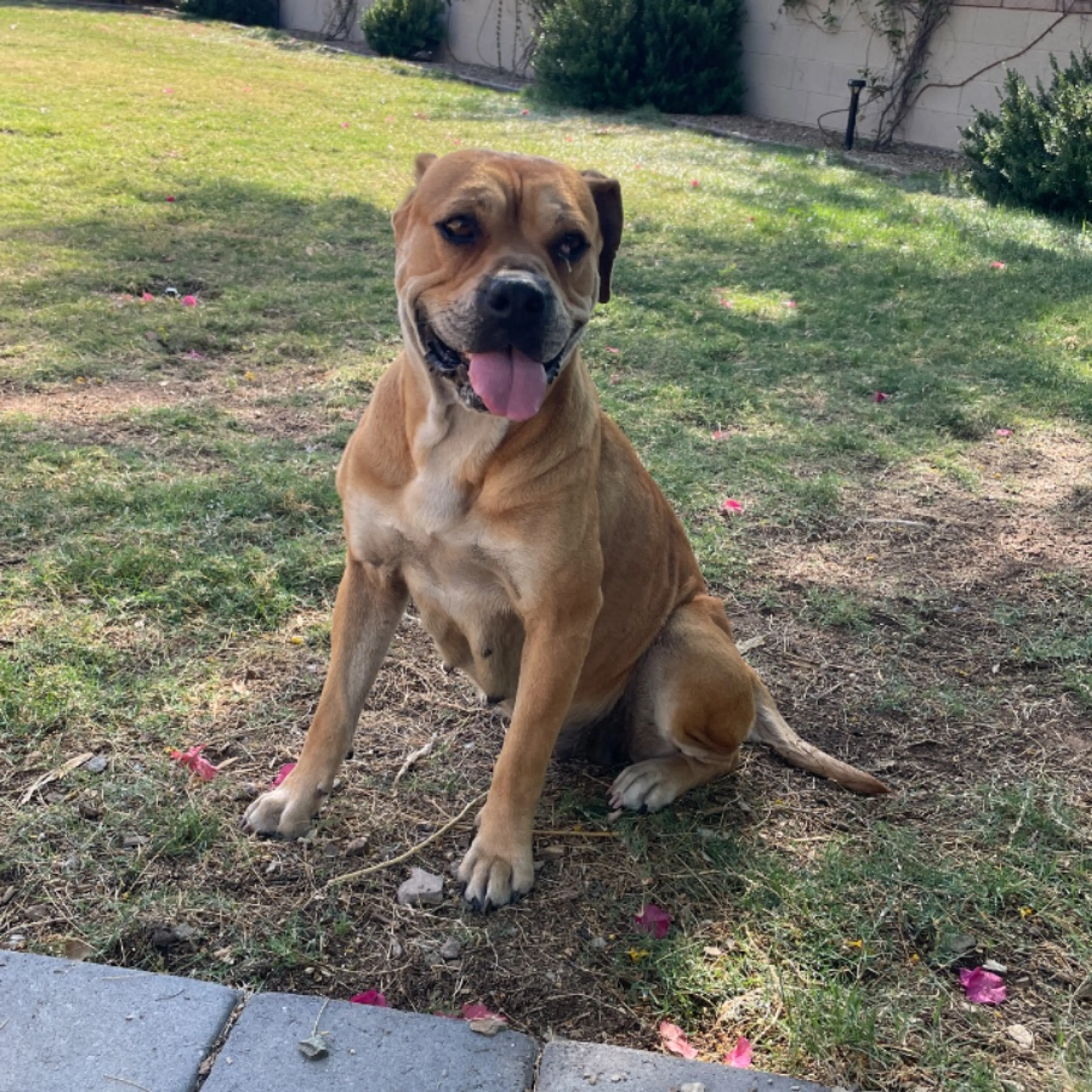 Found pet