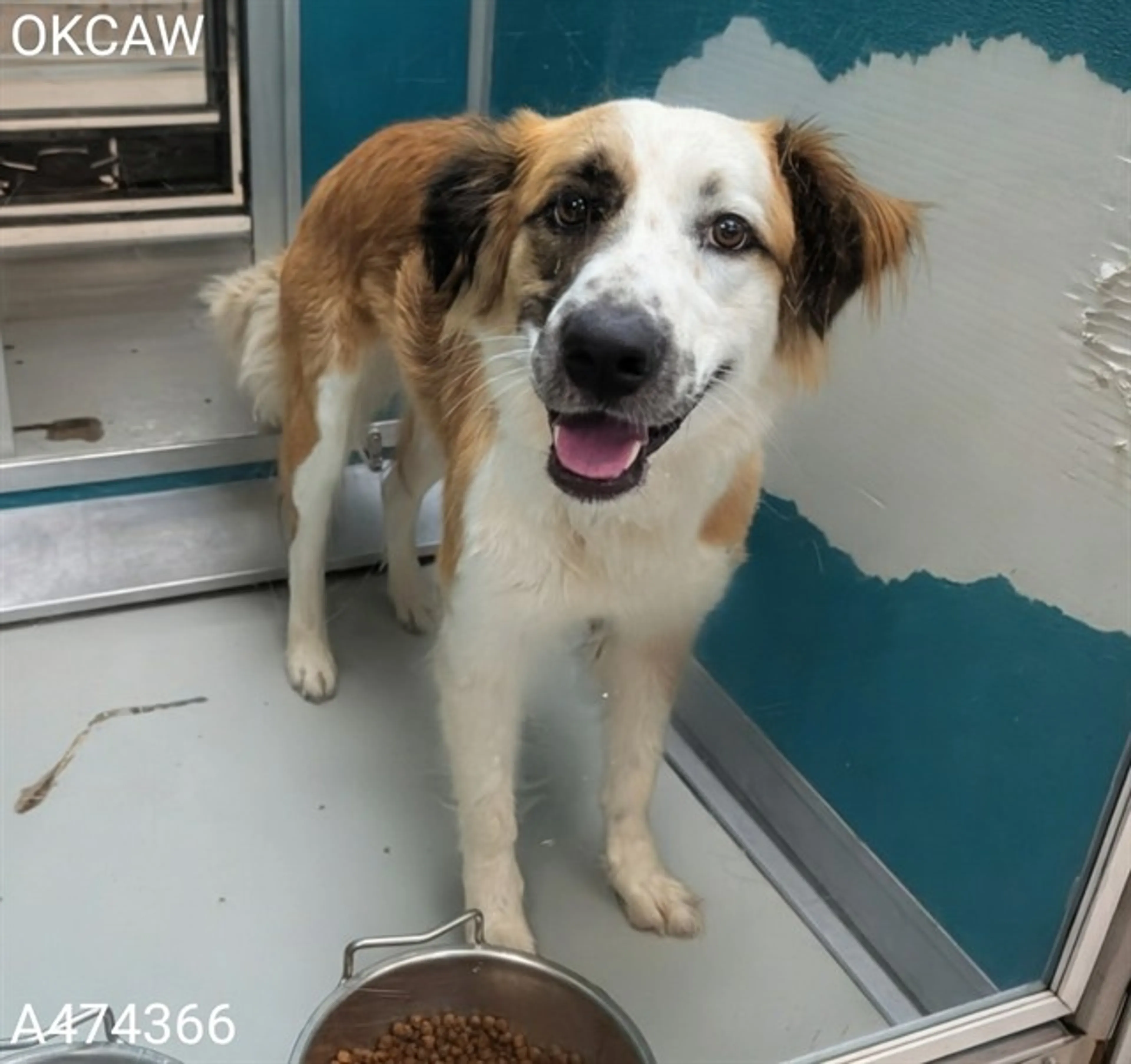 Found pet