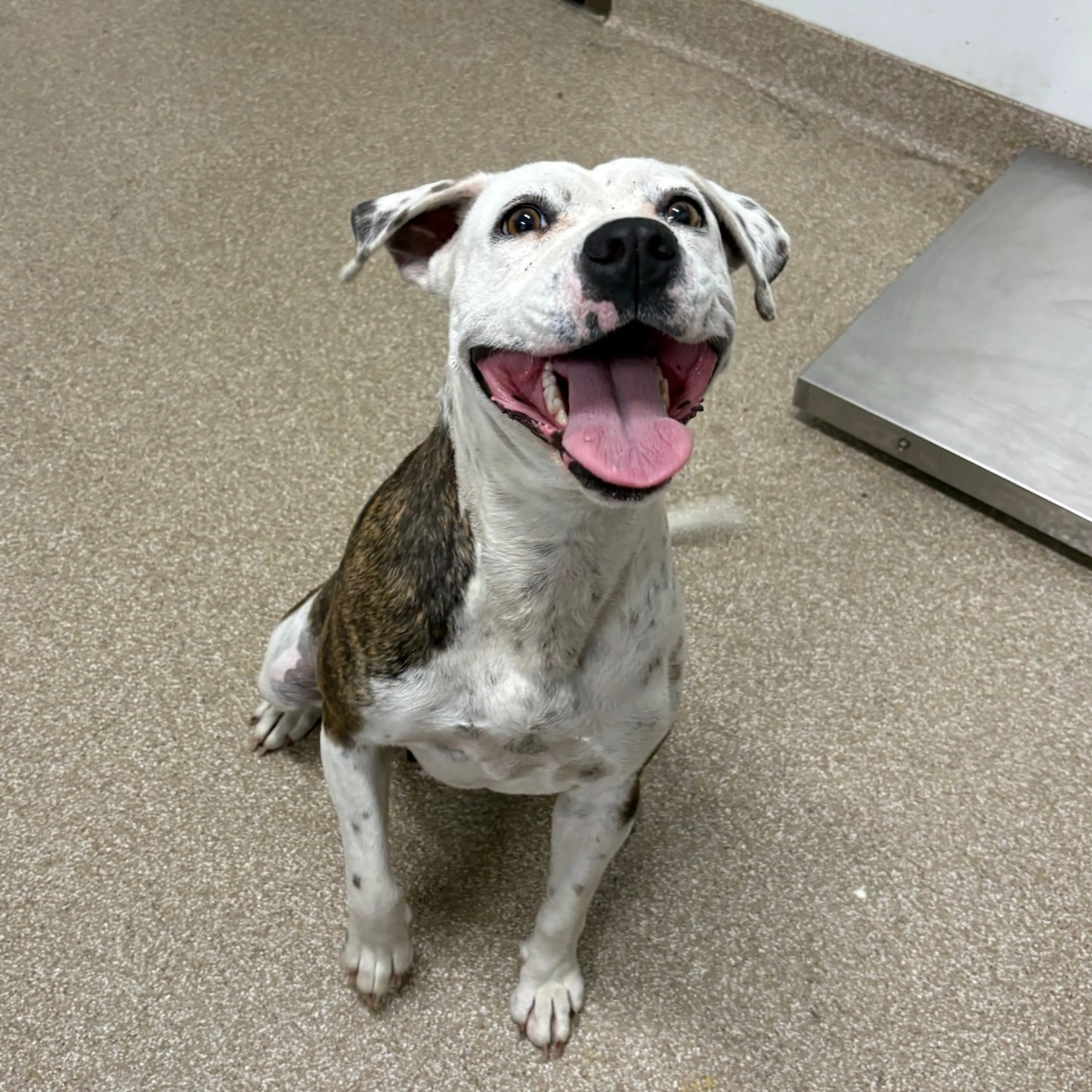 Found pet