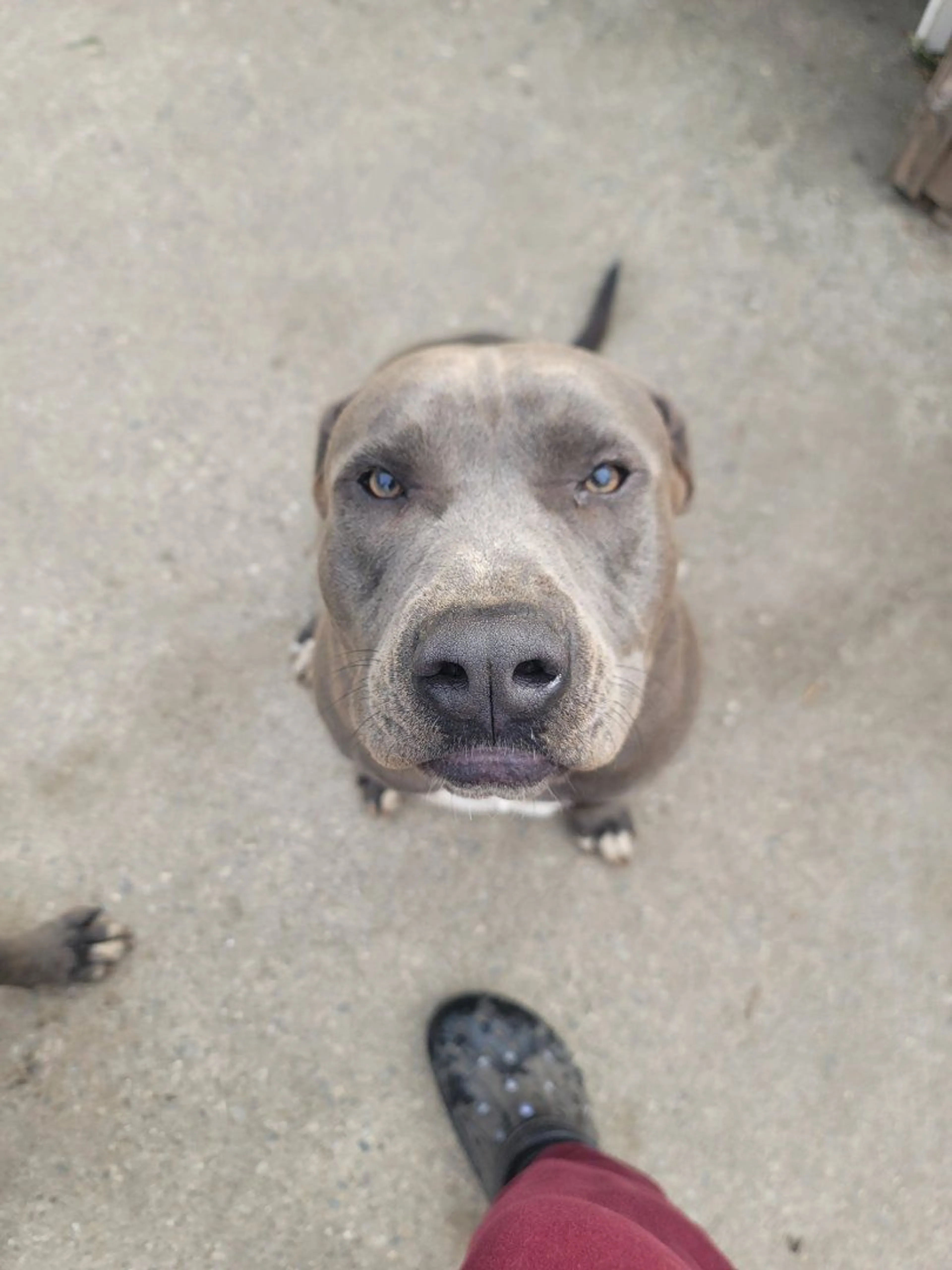 Lost pet