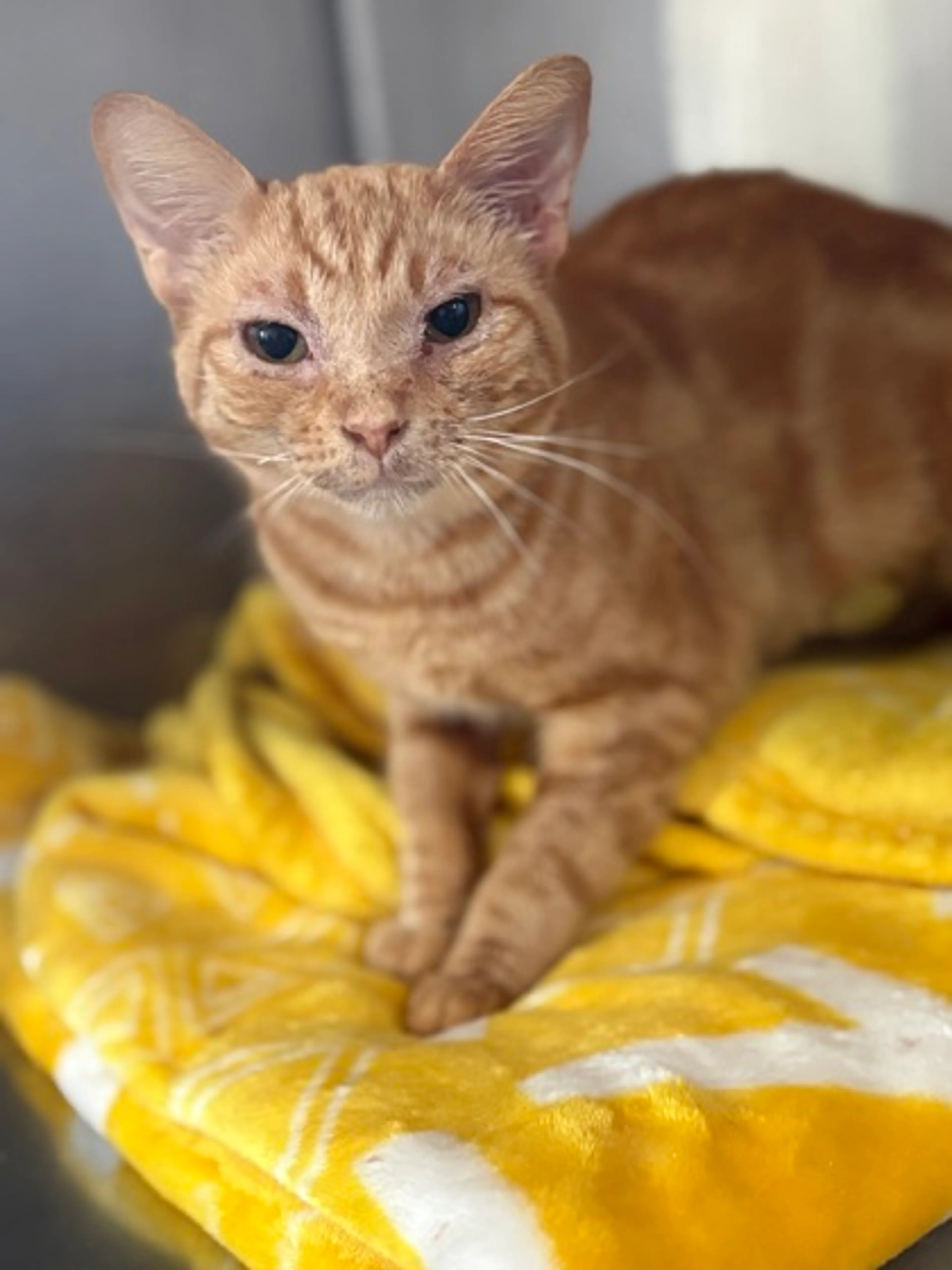 Found pet