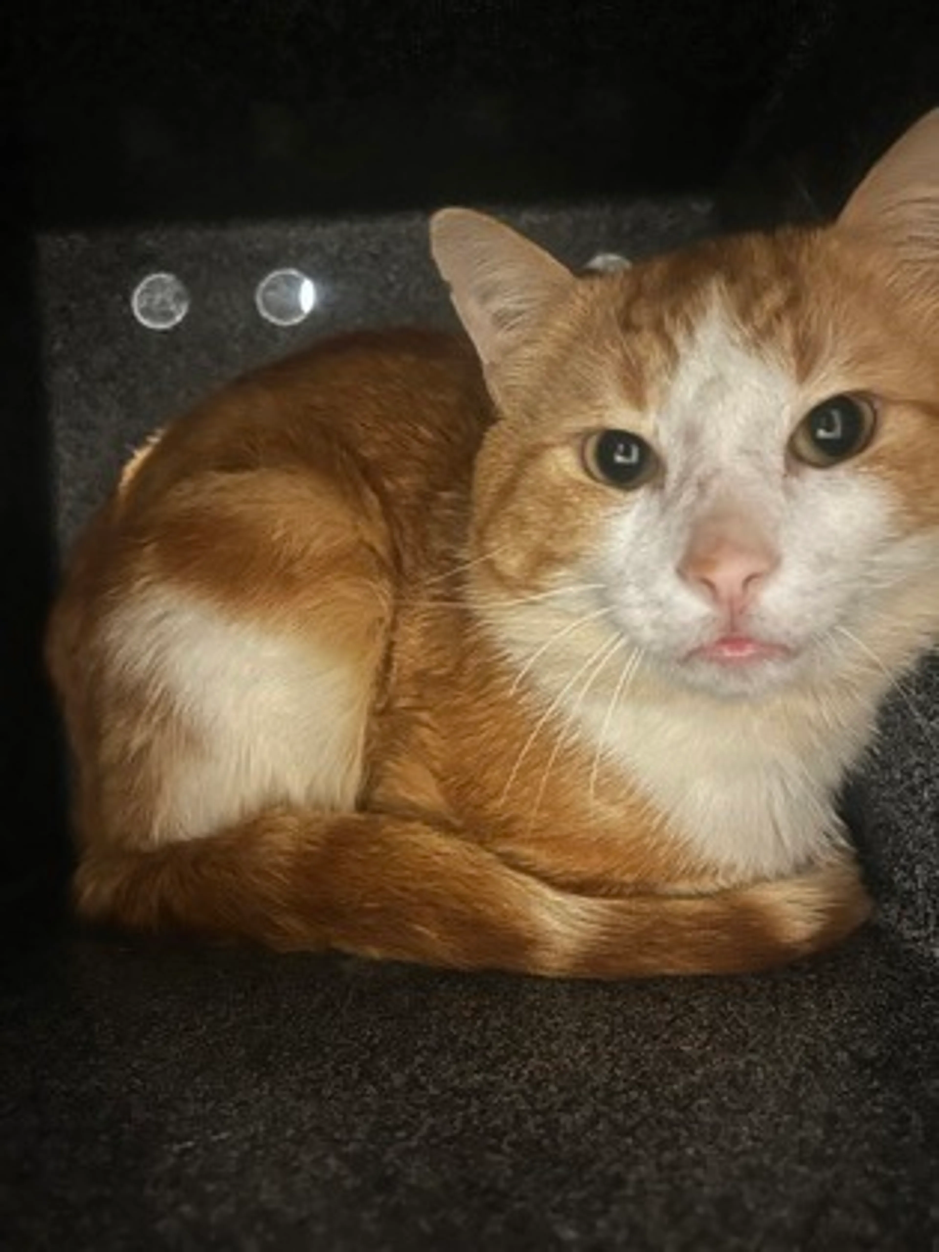 Found pet