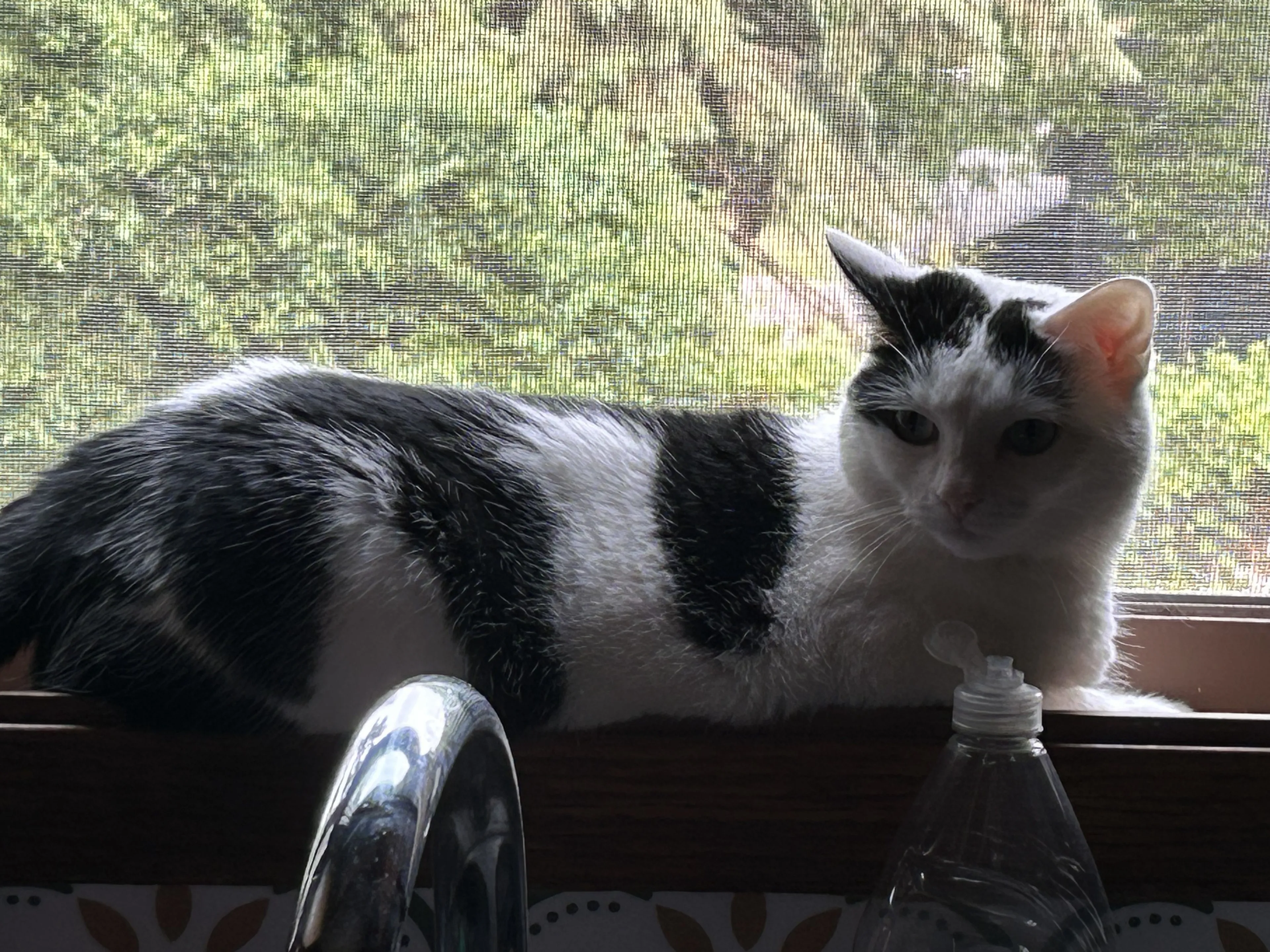 Lost pet-2