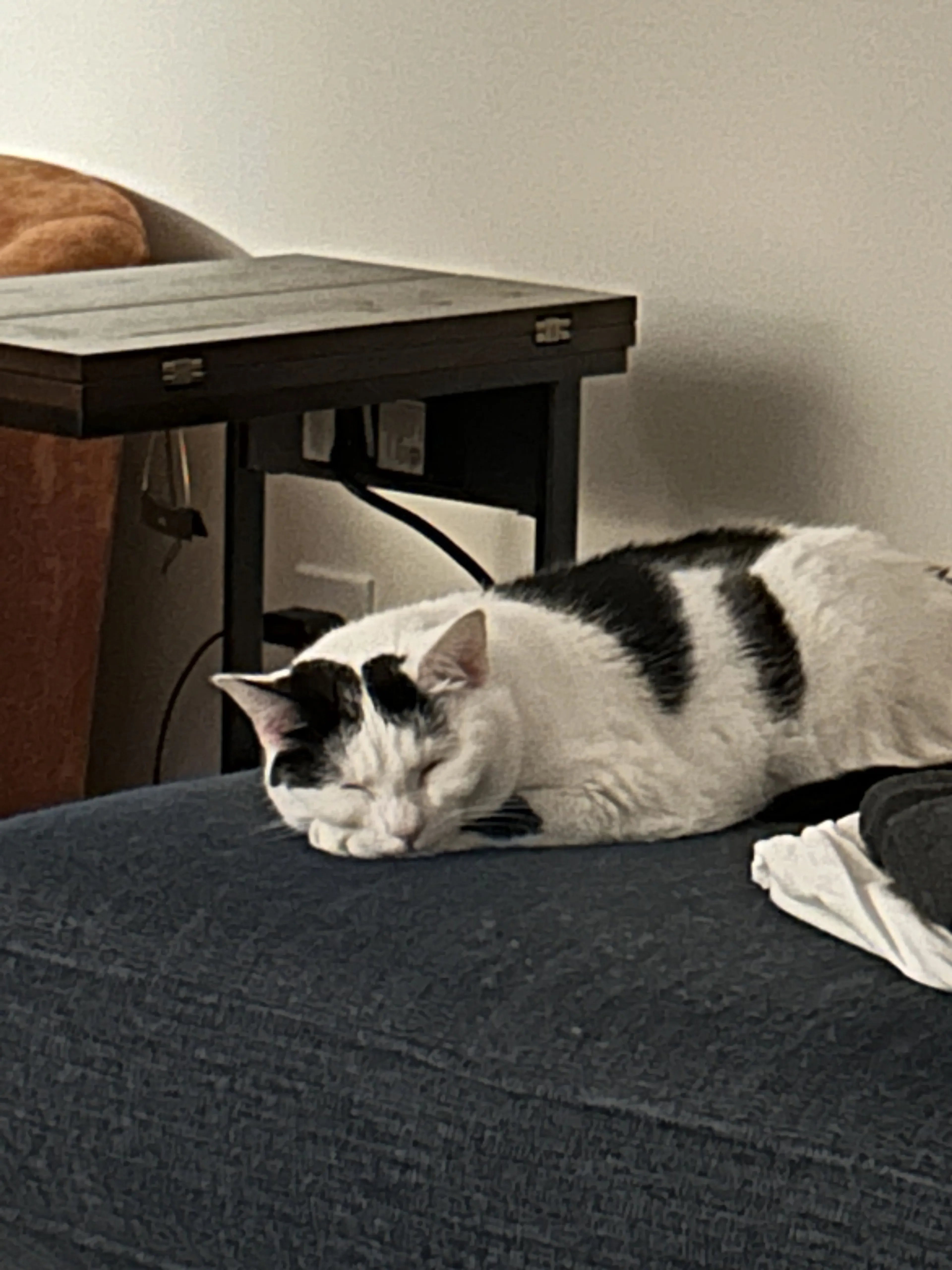 Lost pet-1