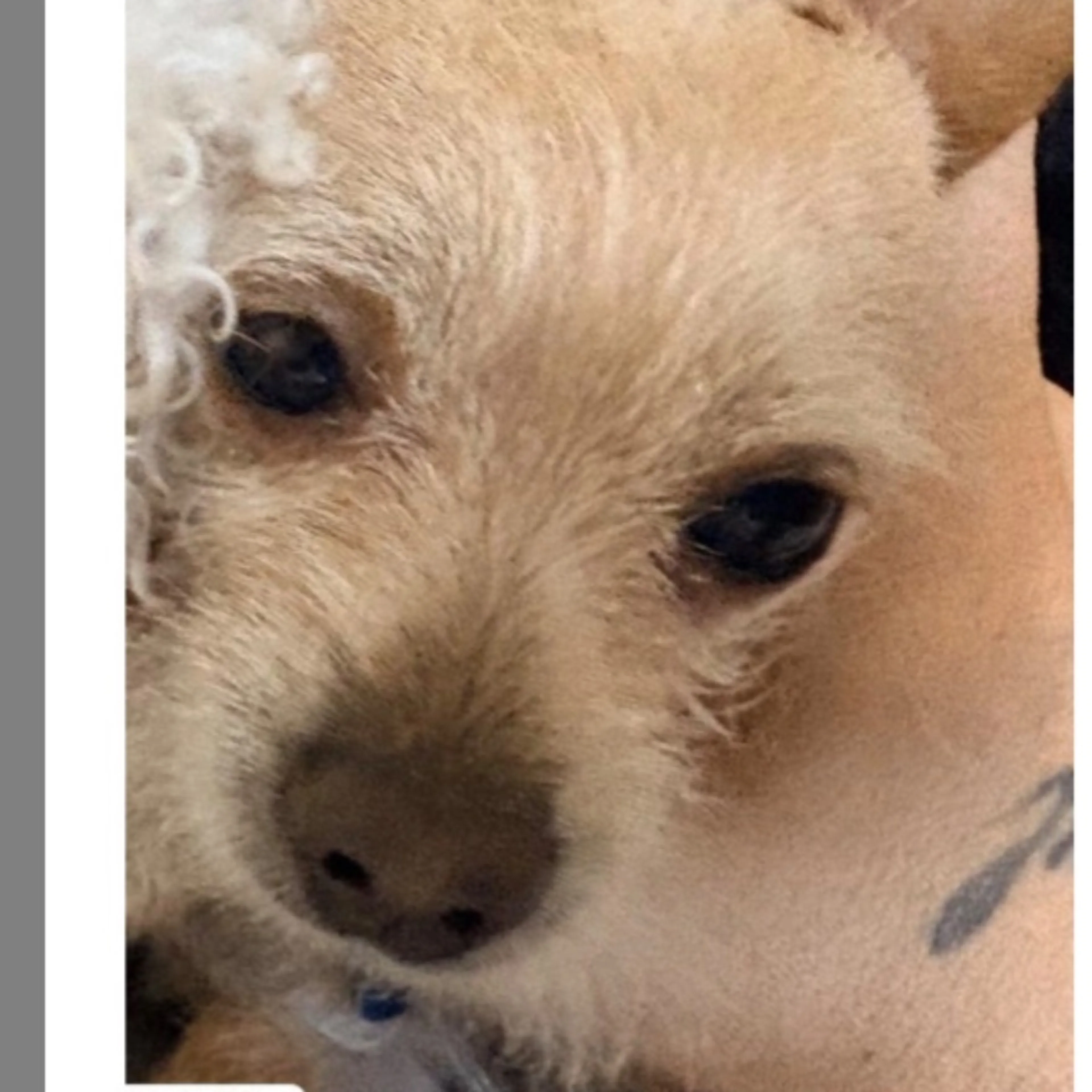 Lost pet