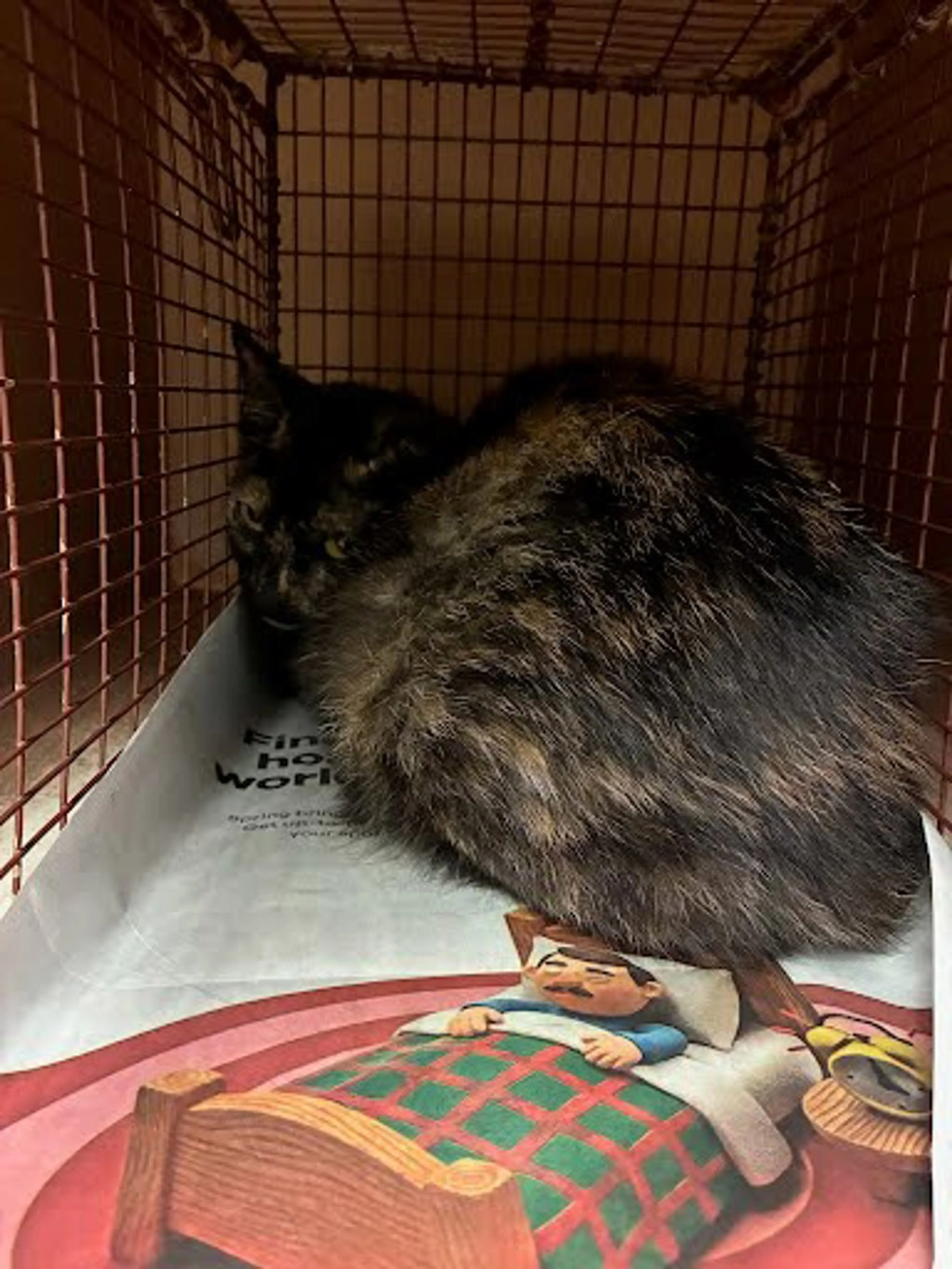 Found pet