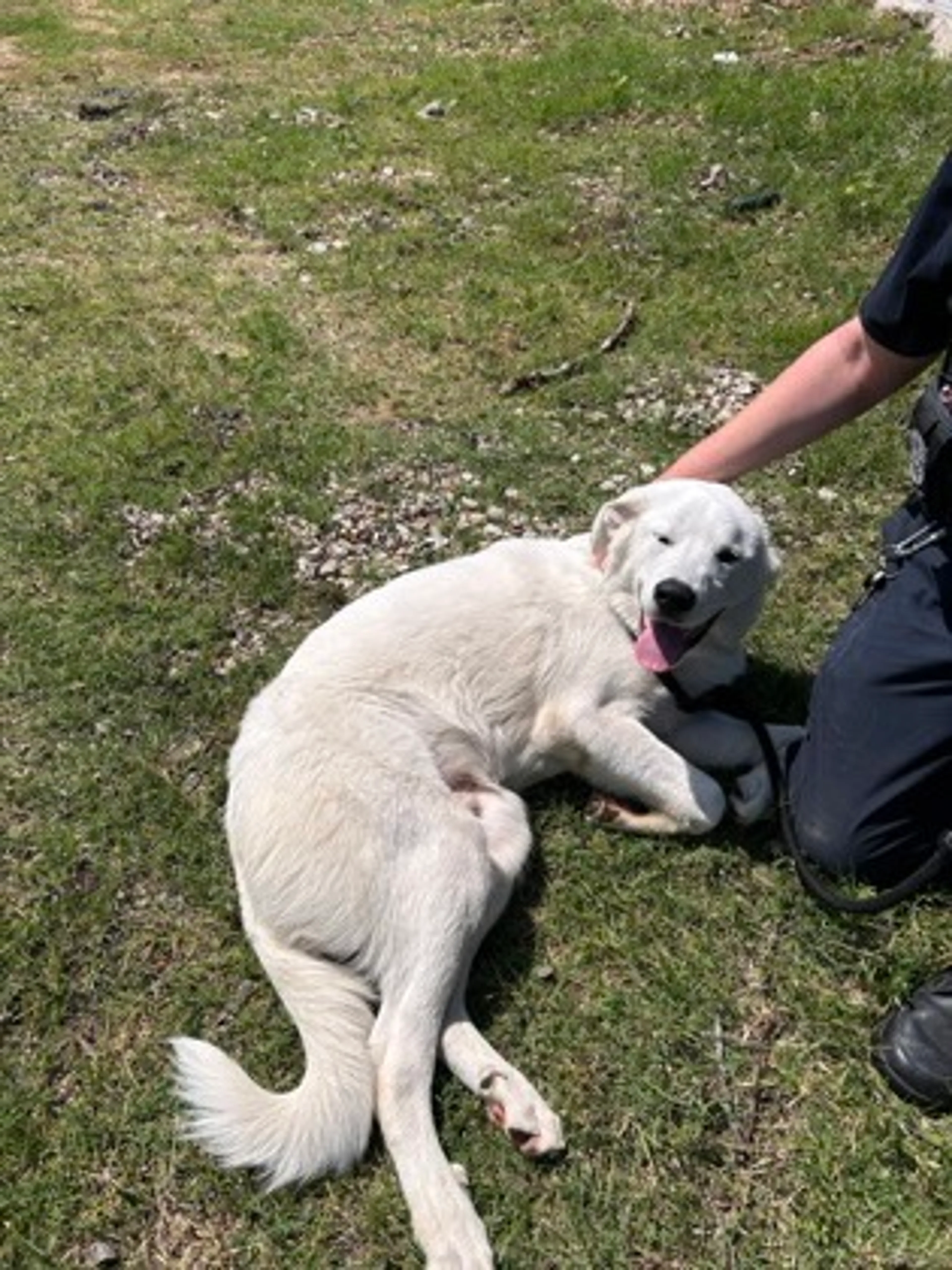 Found pet