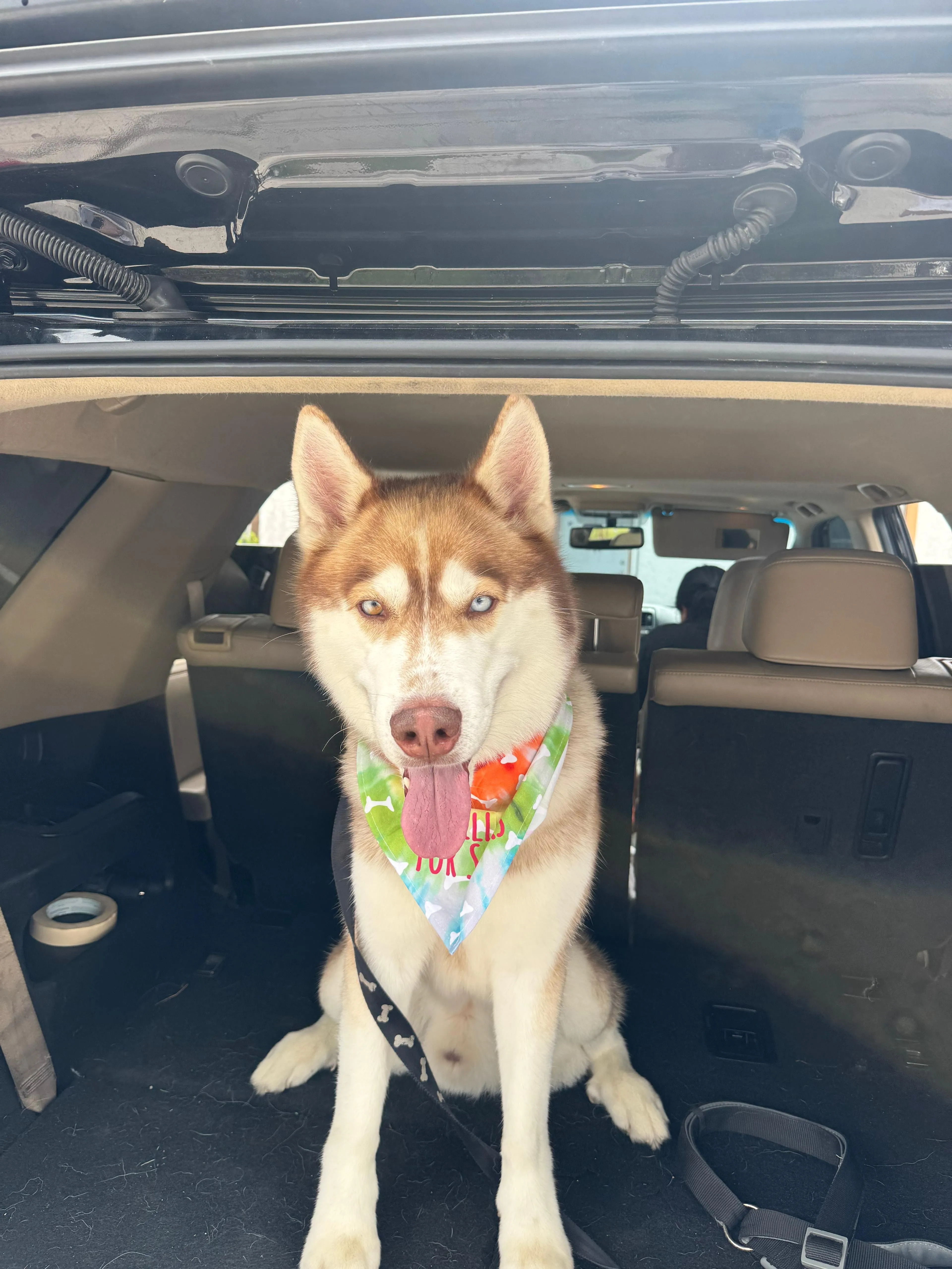 Lost pet