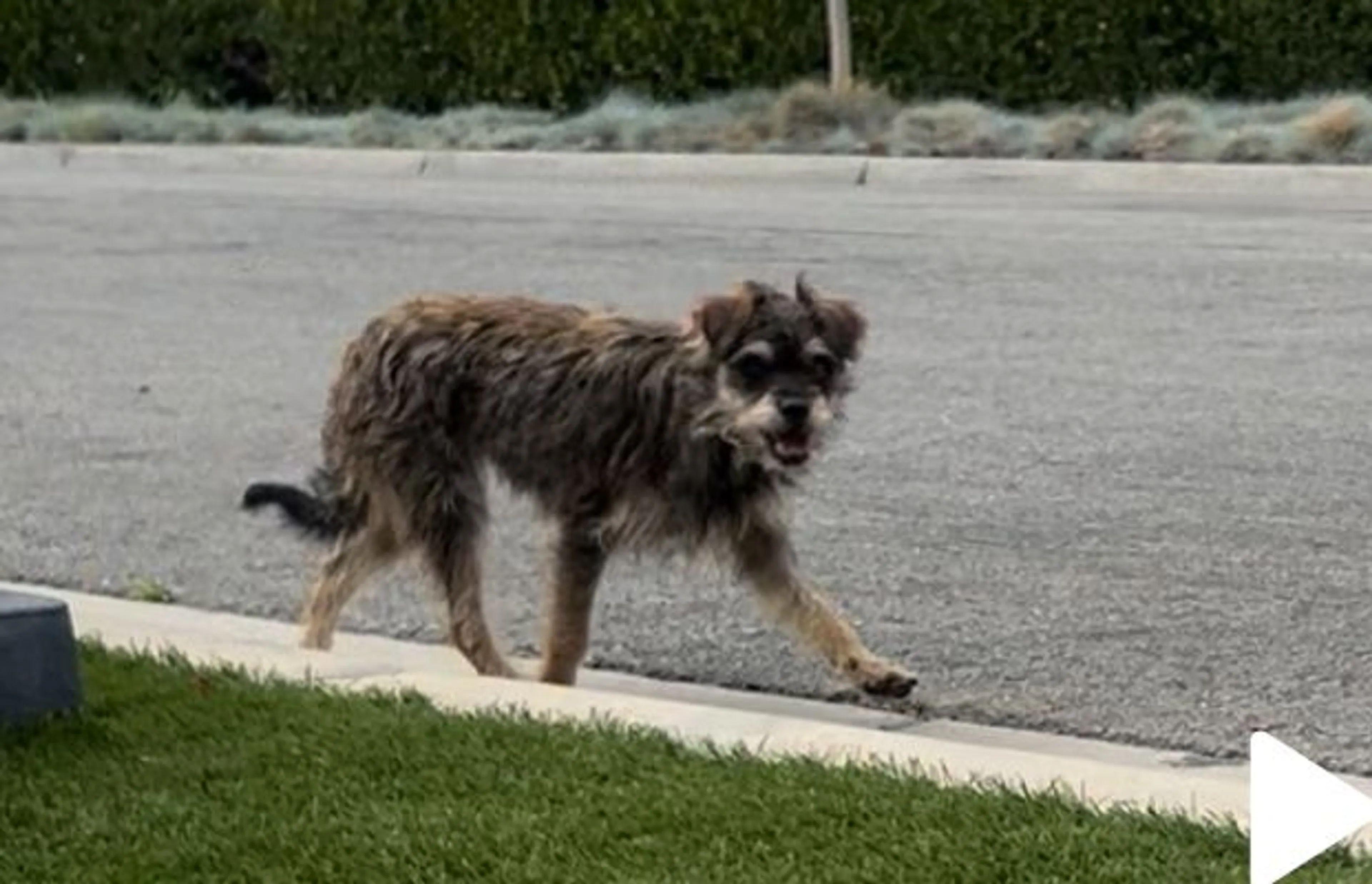 Lost pet