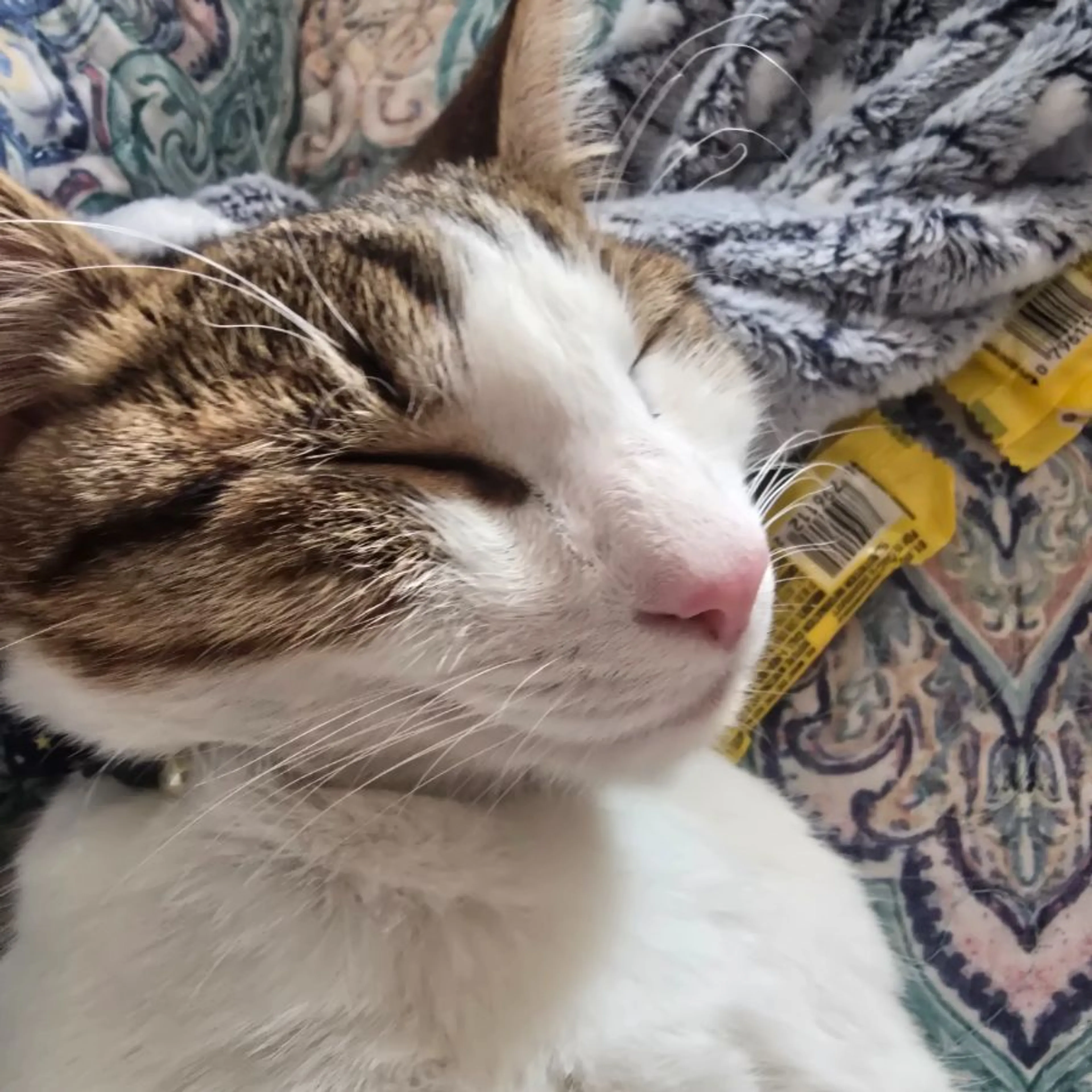 Lost pet