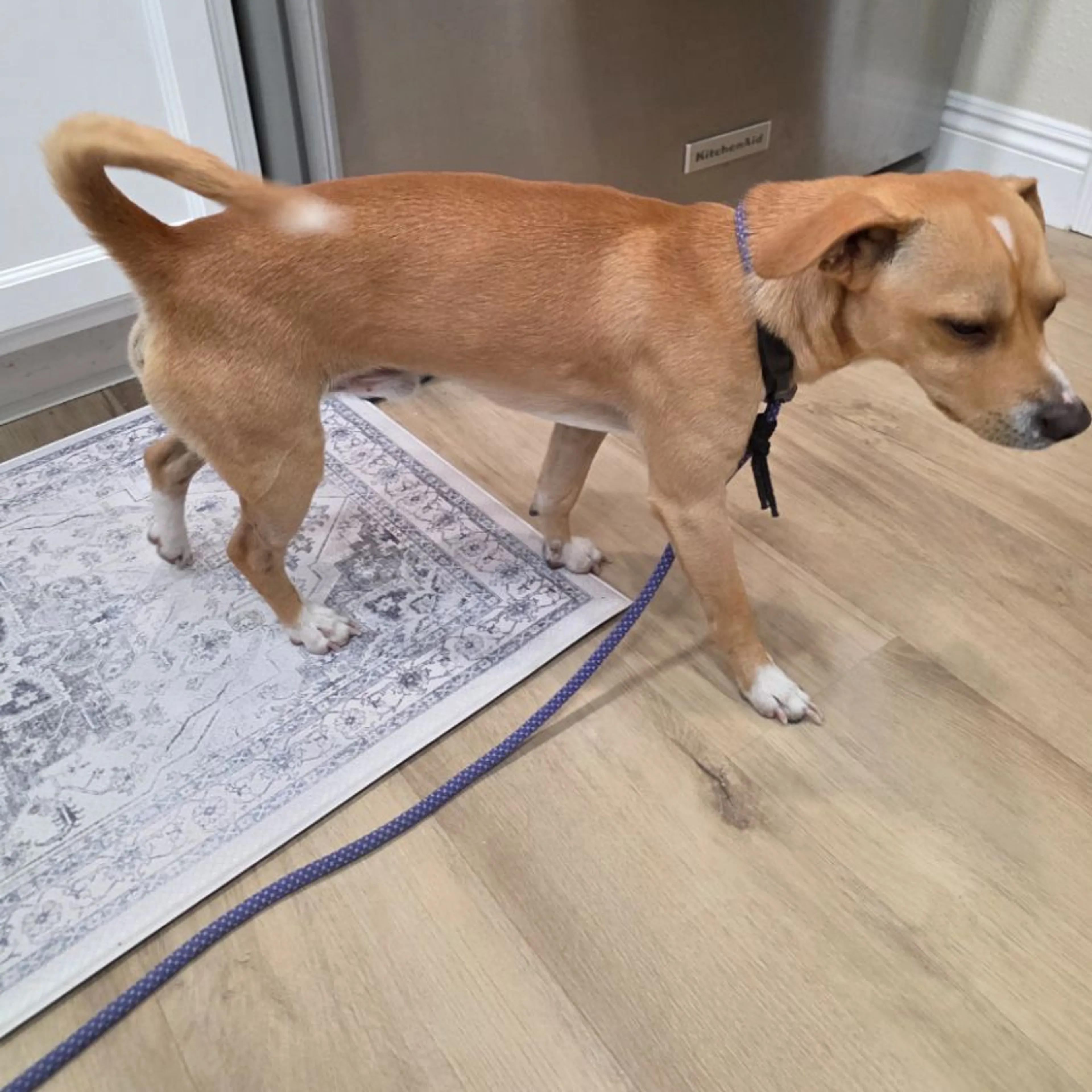 Found pet-0