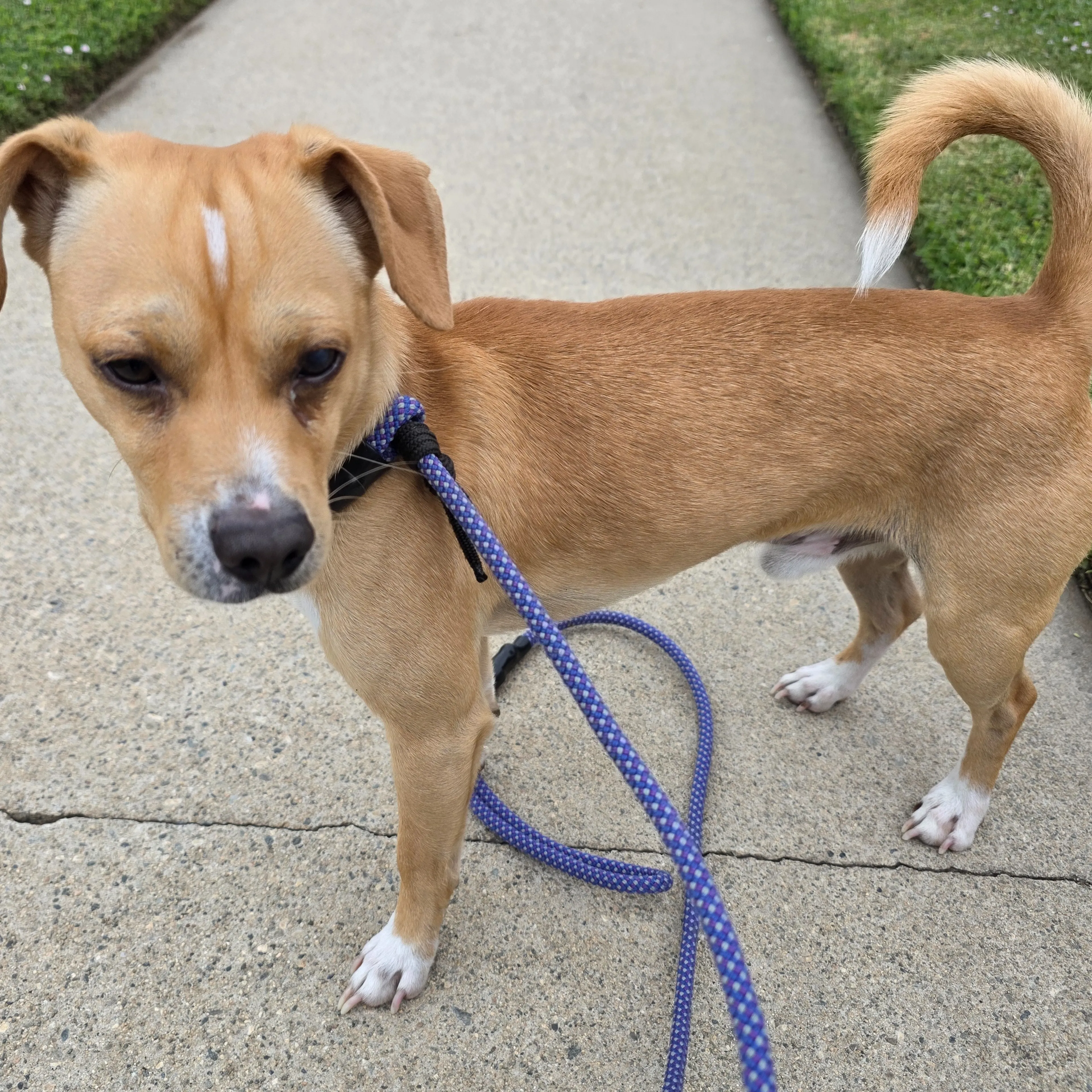 Found pet-1