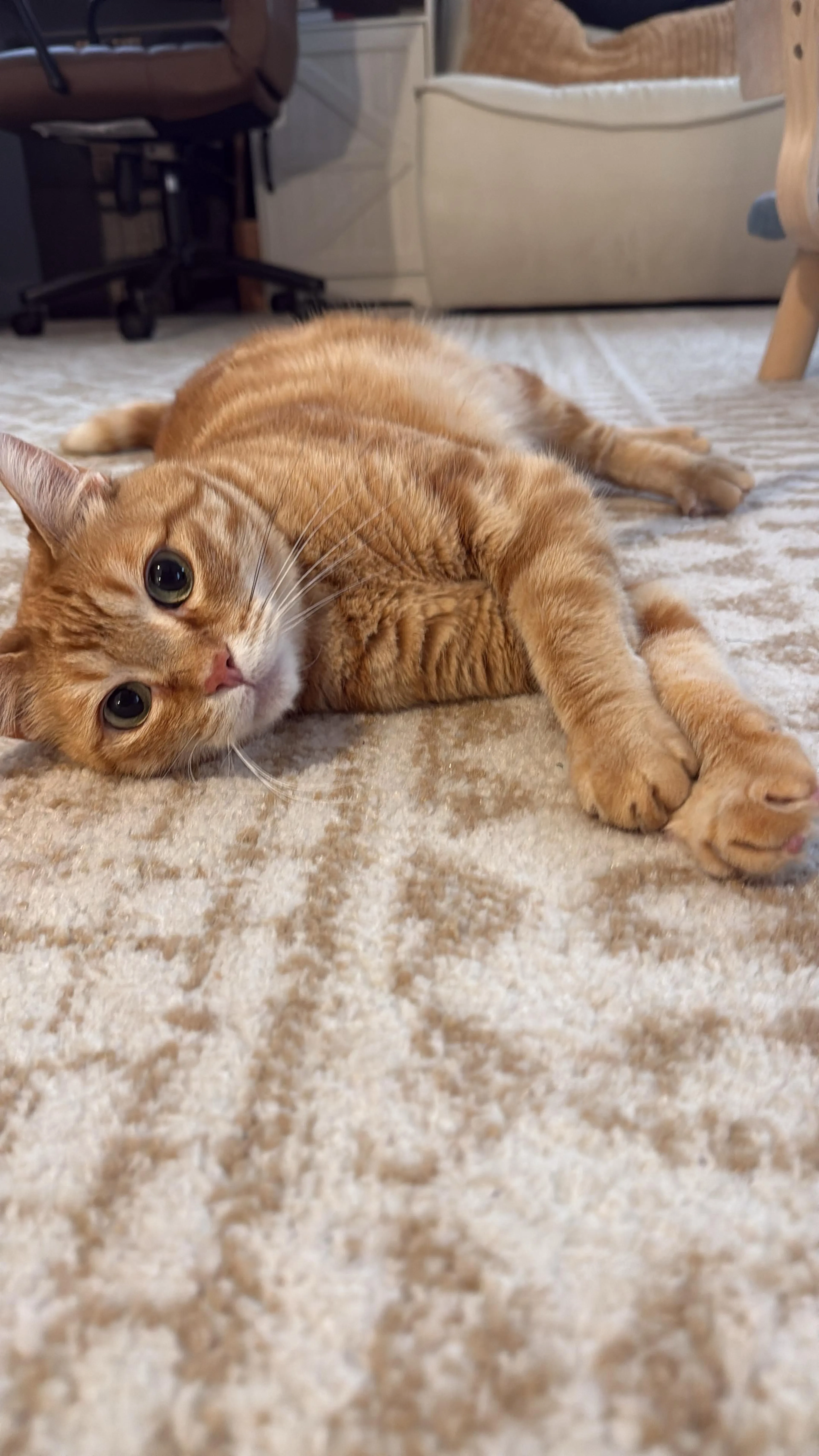 Lost pet