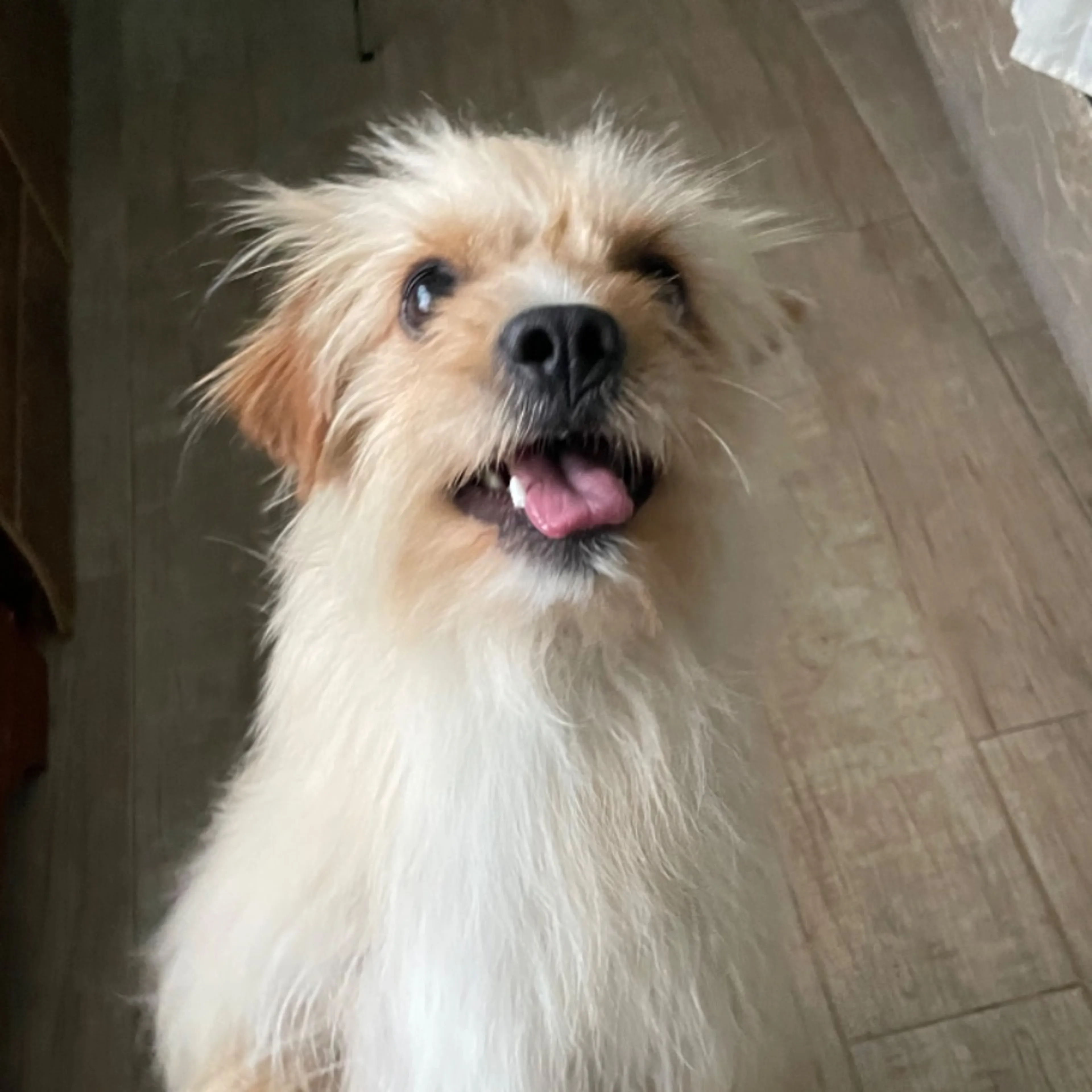 Lost pet-0
