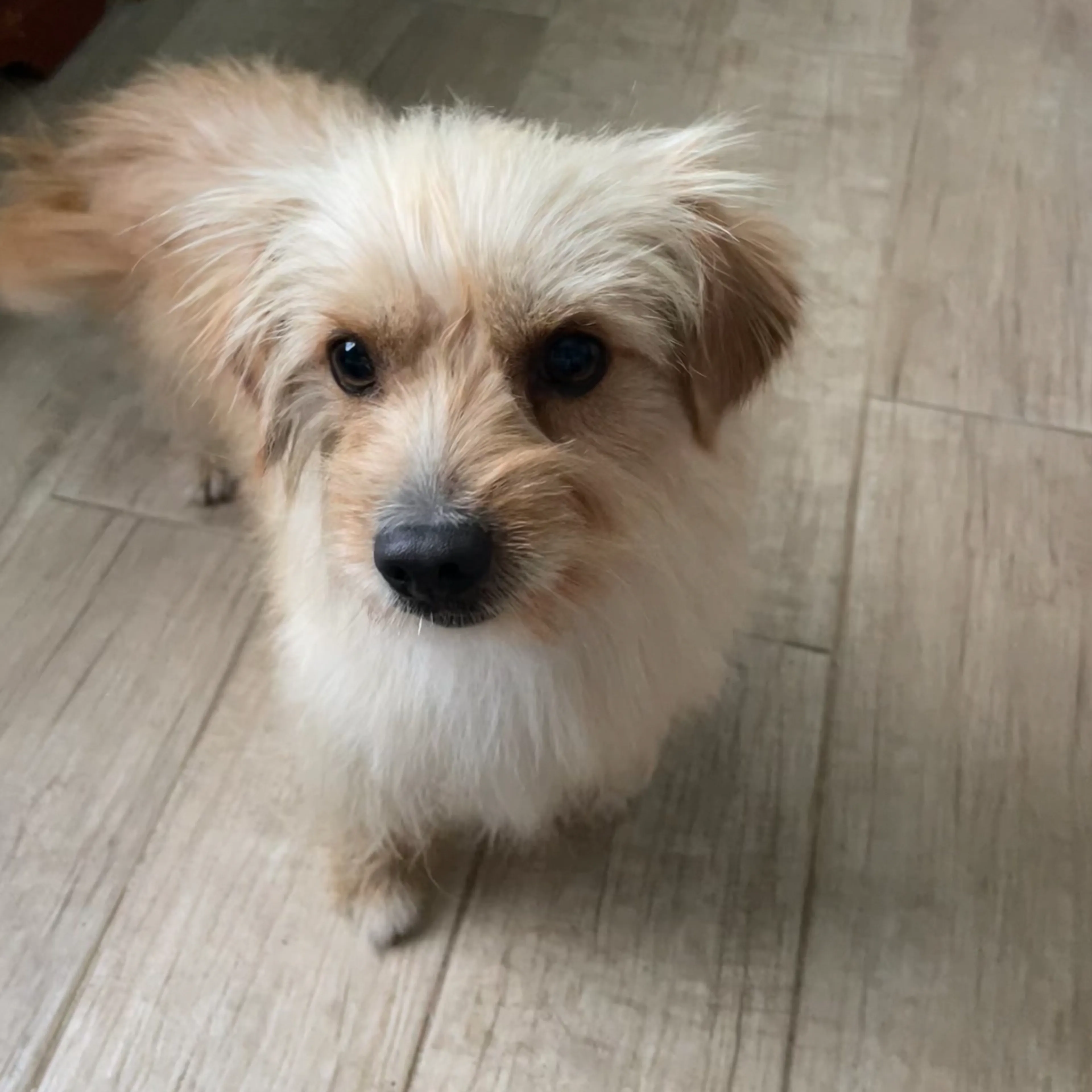 Lost pet-2